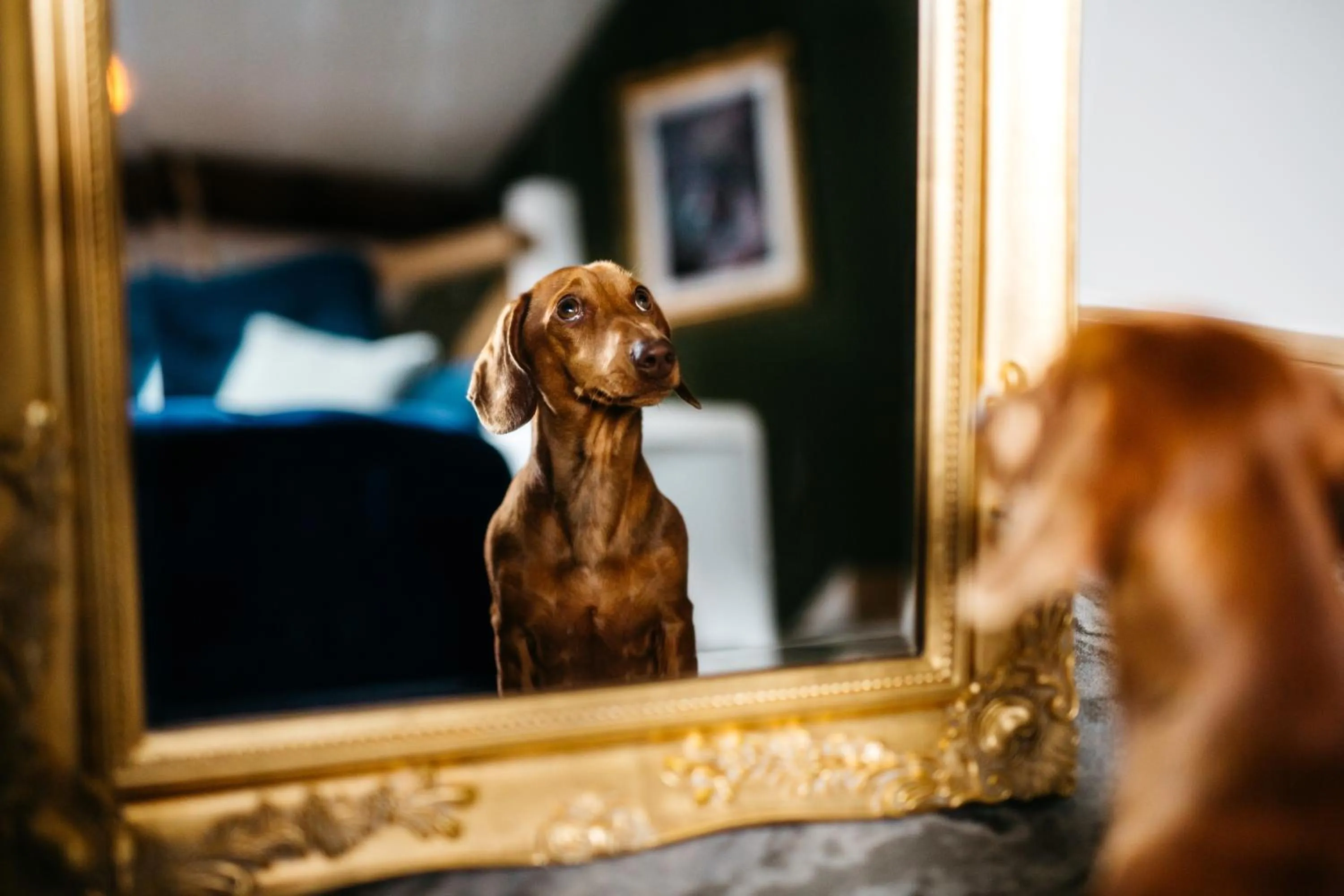 Pets in Quite Simply French