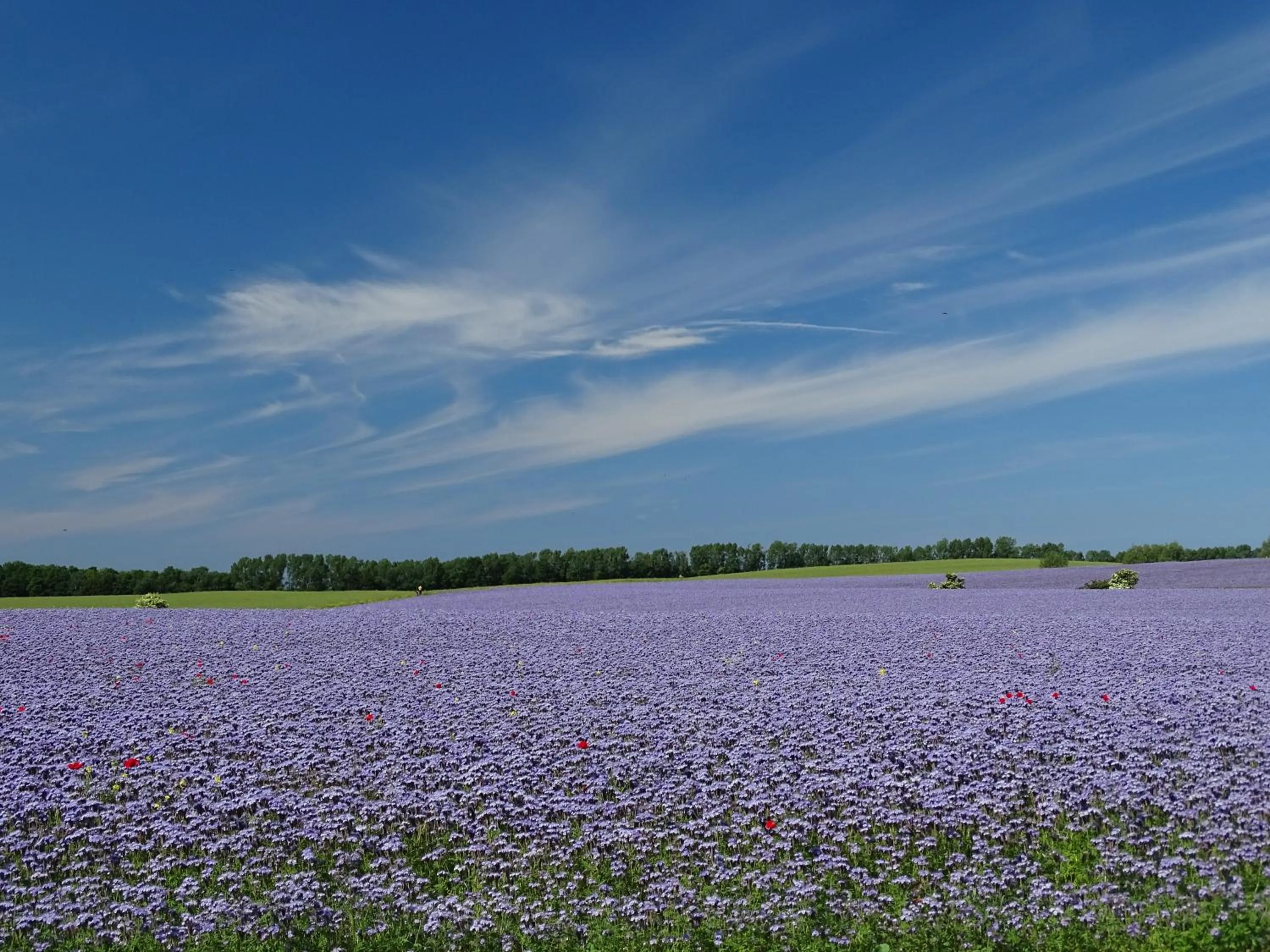 Natural landscape in Parkhotel Putbus Superior International
