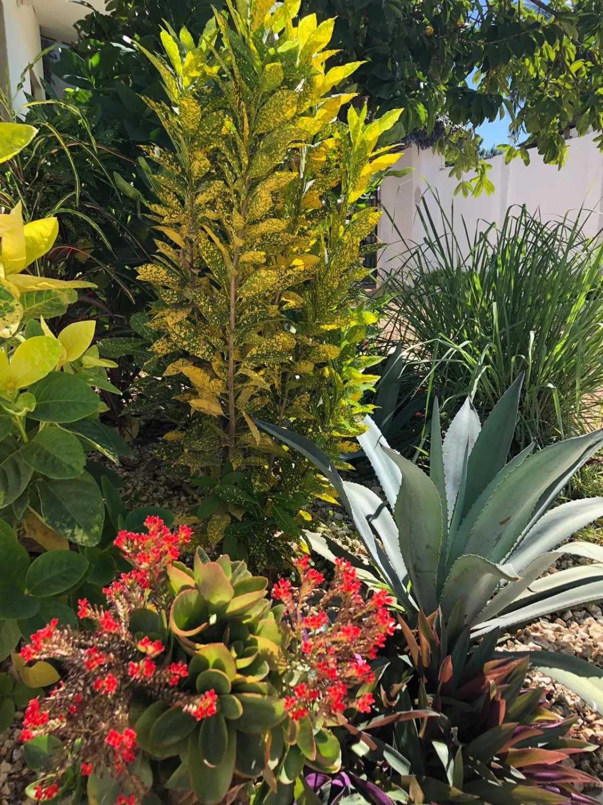 Garden in Nungwi Getaway