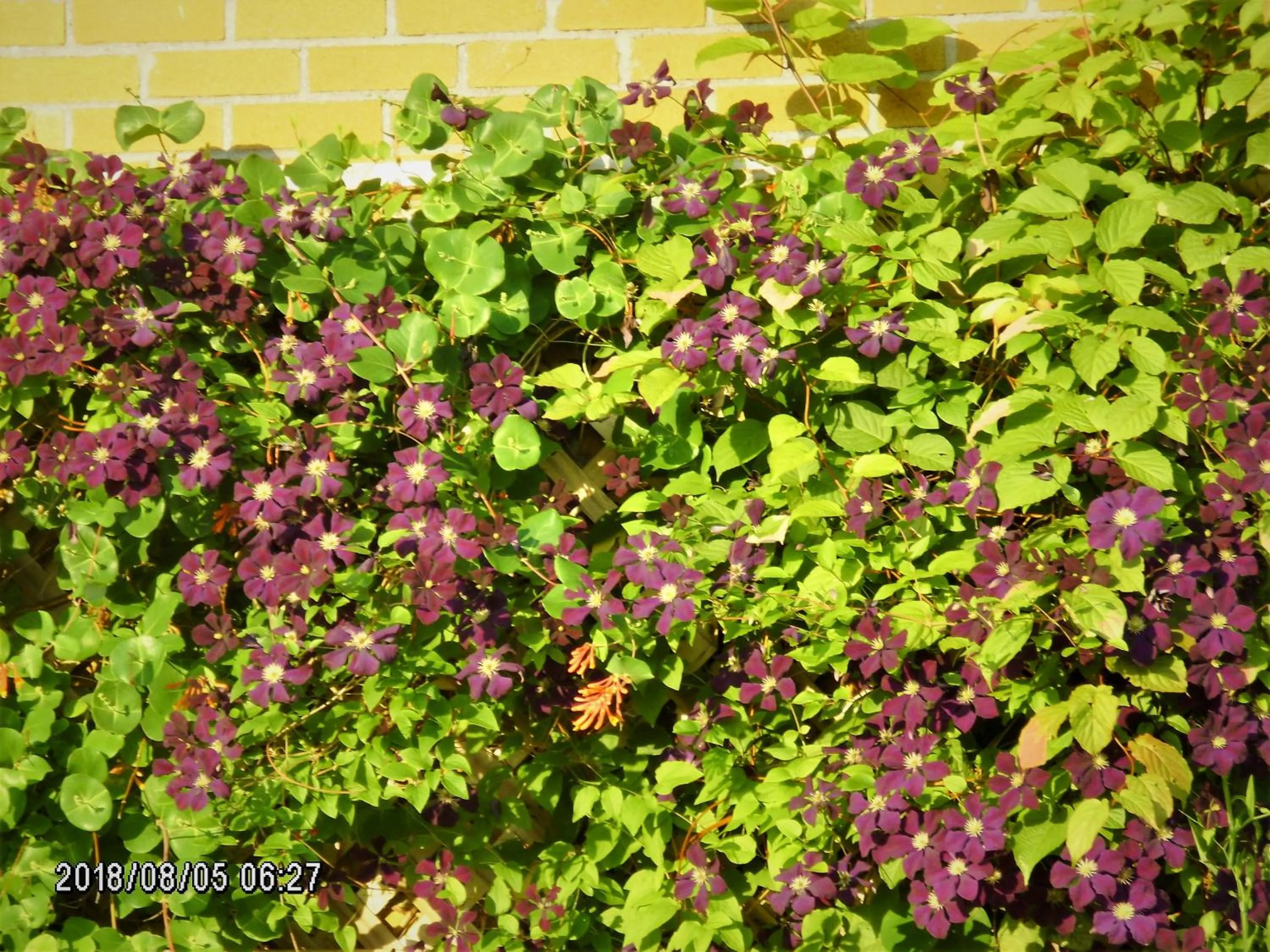 Summer in Auberge Internationale La Vieille École