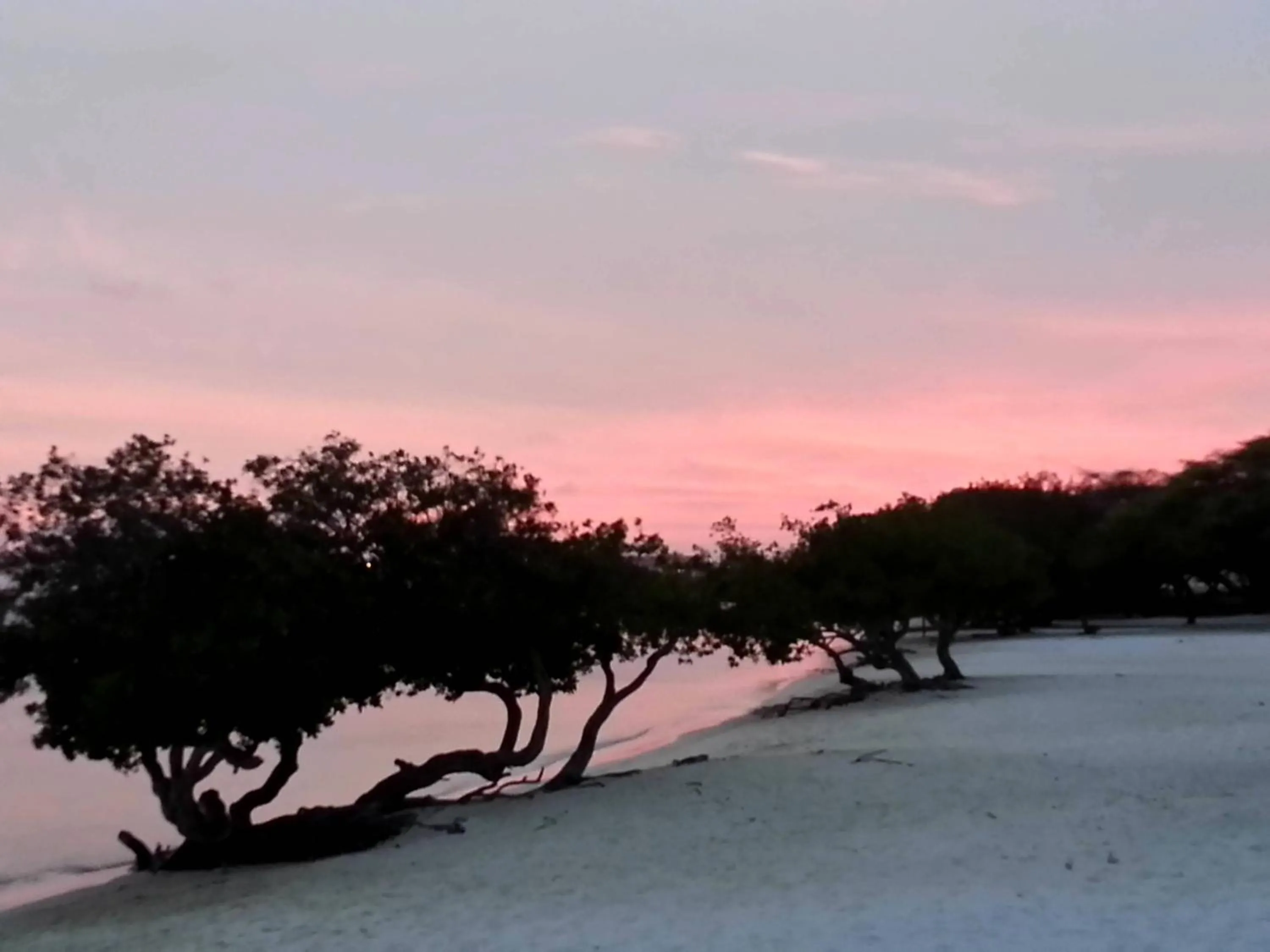 Natural landscape in Aruba Surfside Marina