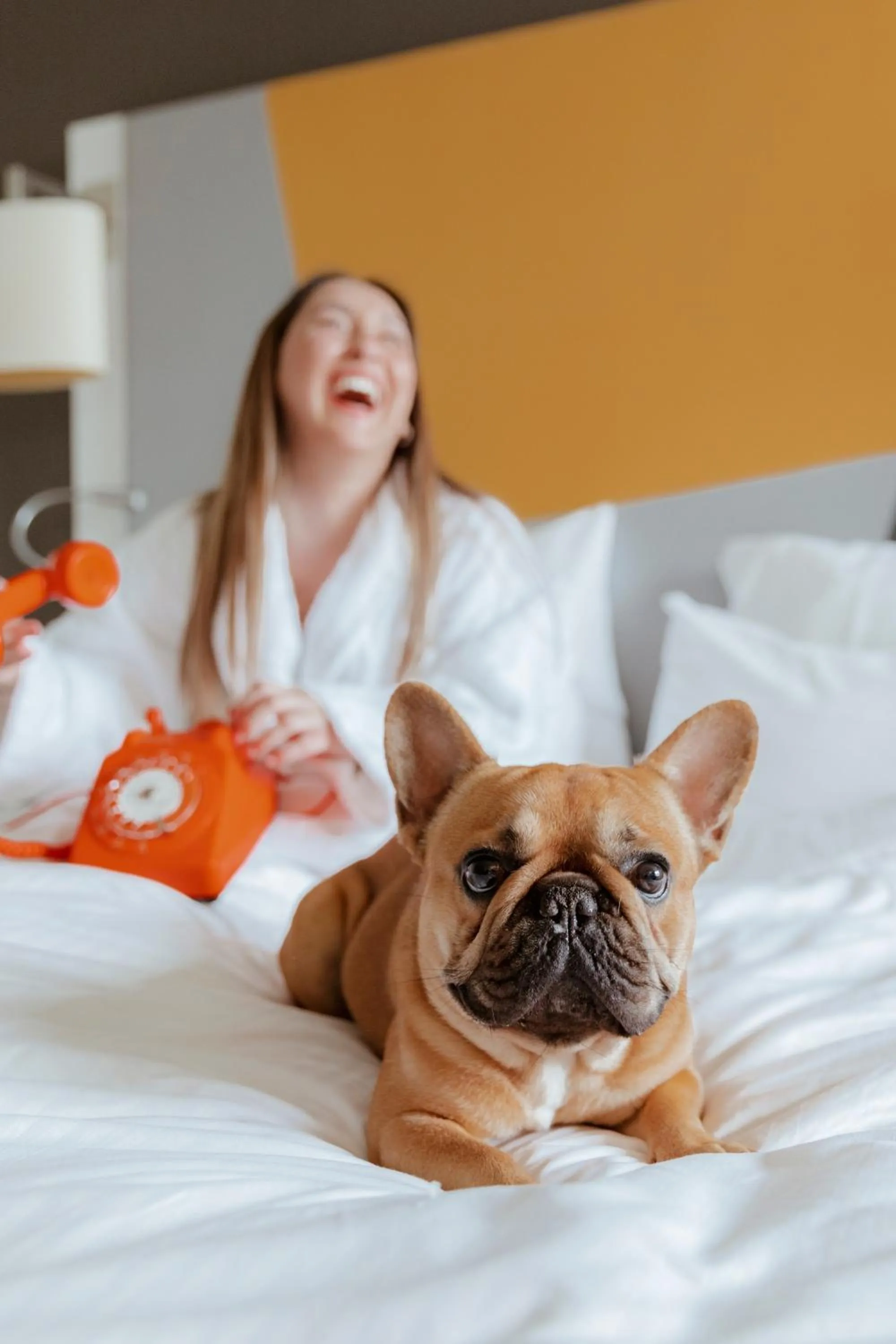 Pets, Bed in Pullman Toulouse