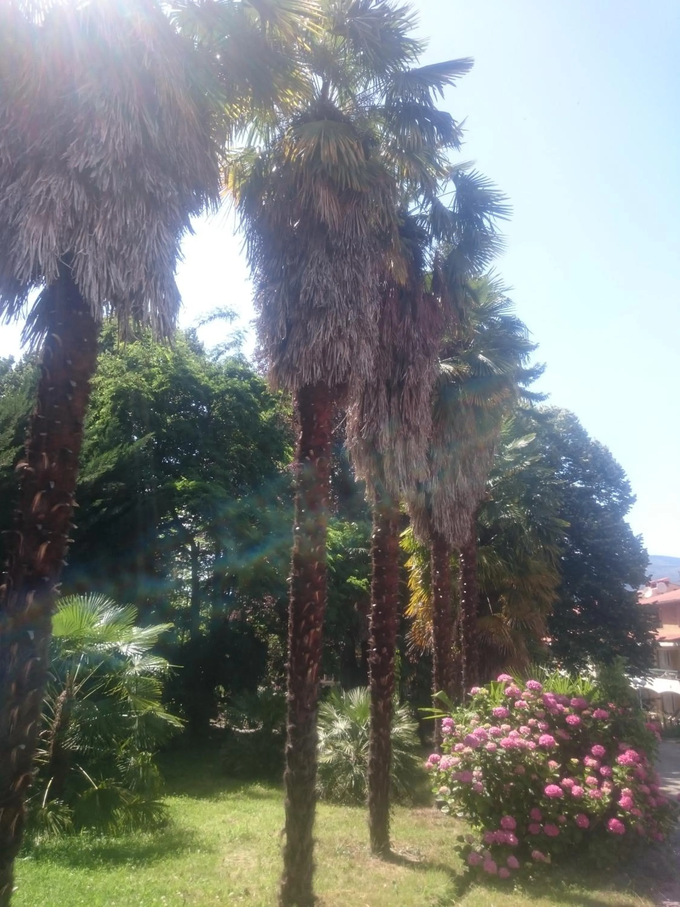 Garden in Hotel Le Mas Fleuri
