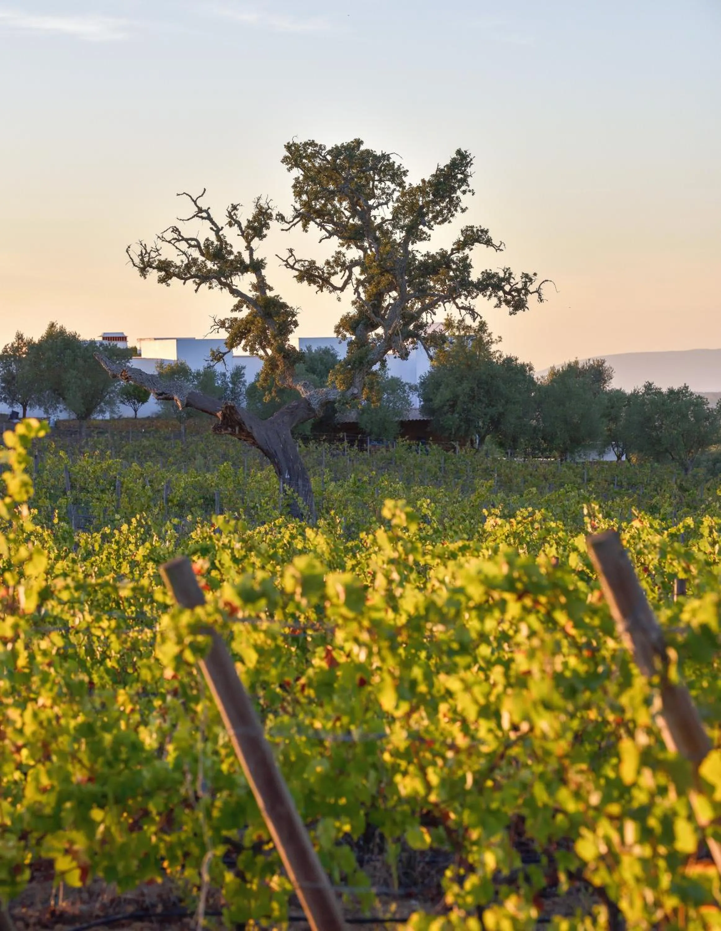 Natural landscape in A Serenada Enoturismo