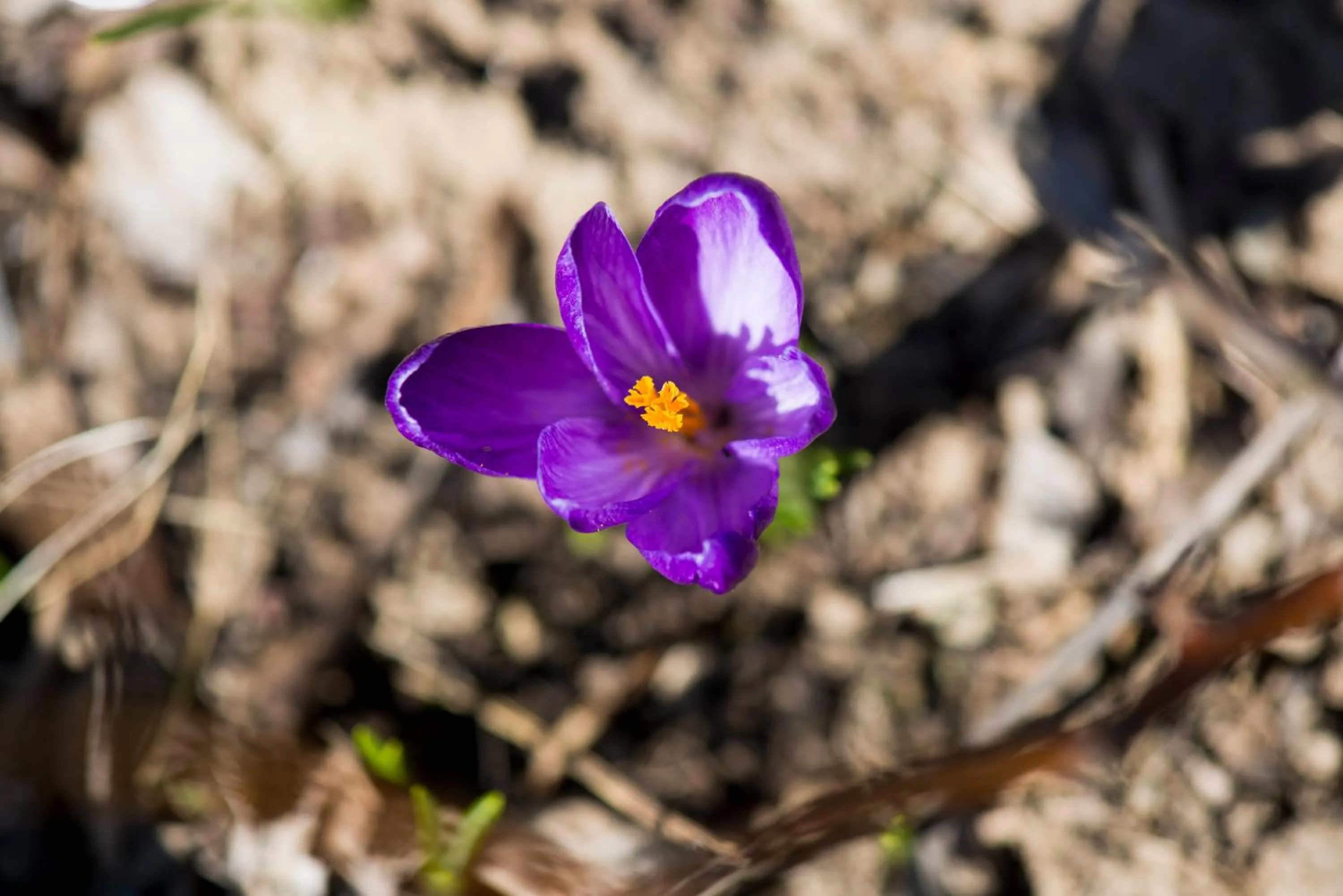 Spring in Oberwirt Weisses Kreuz