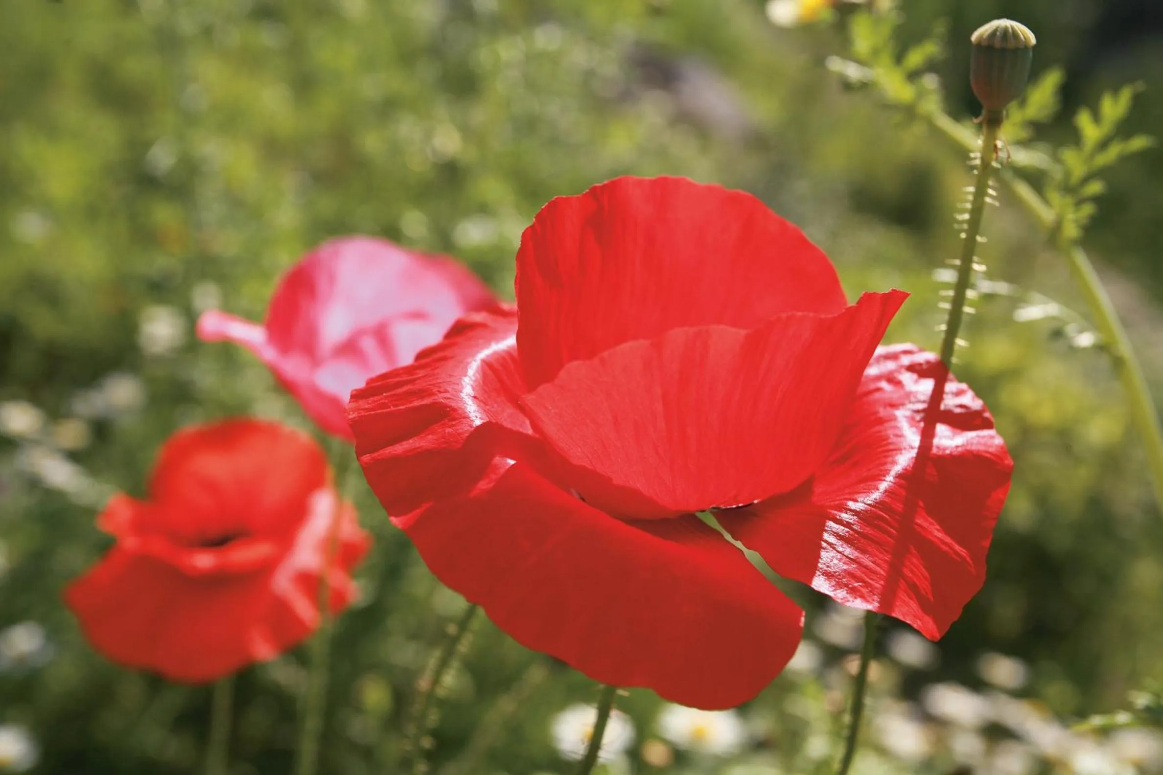 Other in Oberwirt Weisses Kreuz