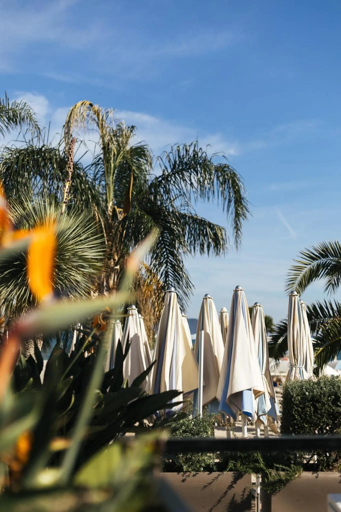 Area and facilities in Palmon Bay Hotel & Spa