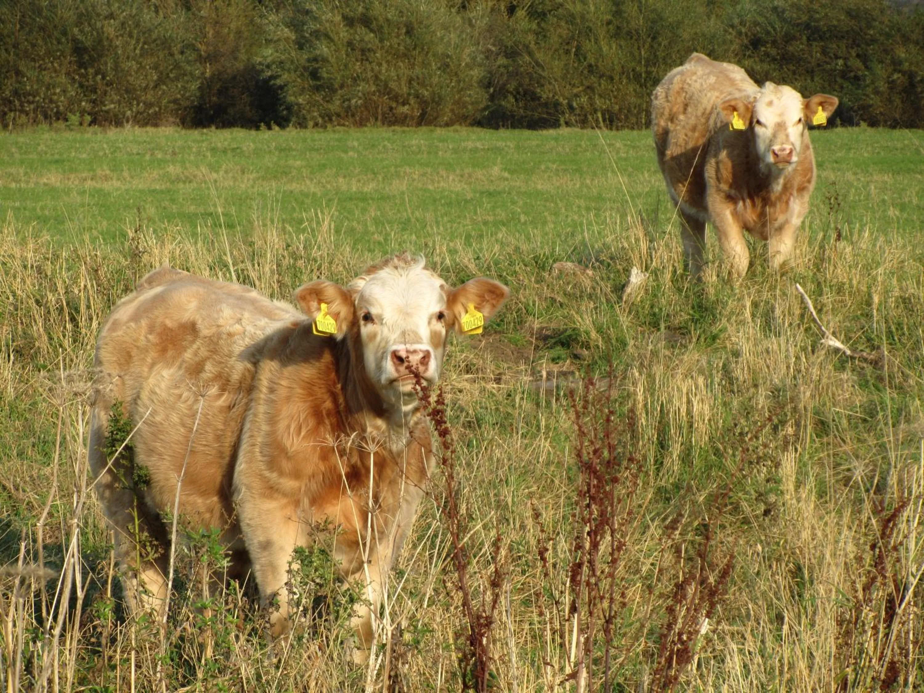 Animals in Oaklodge House
