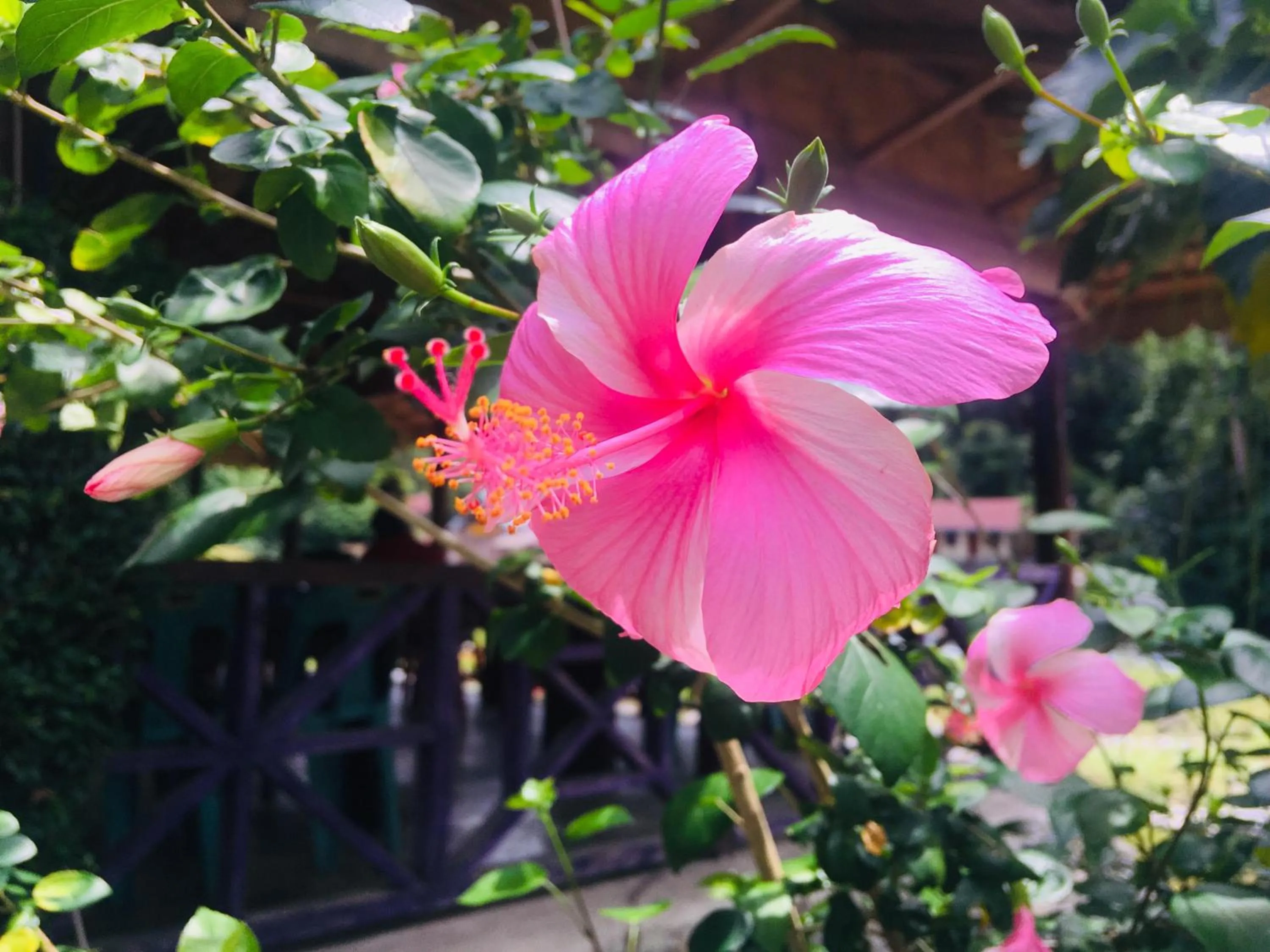 Garden in Sahnan Guest House