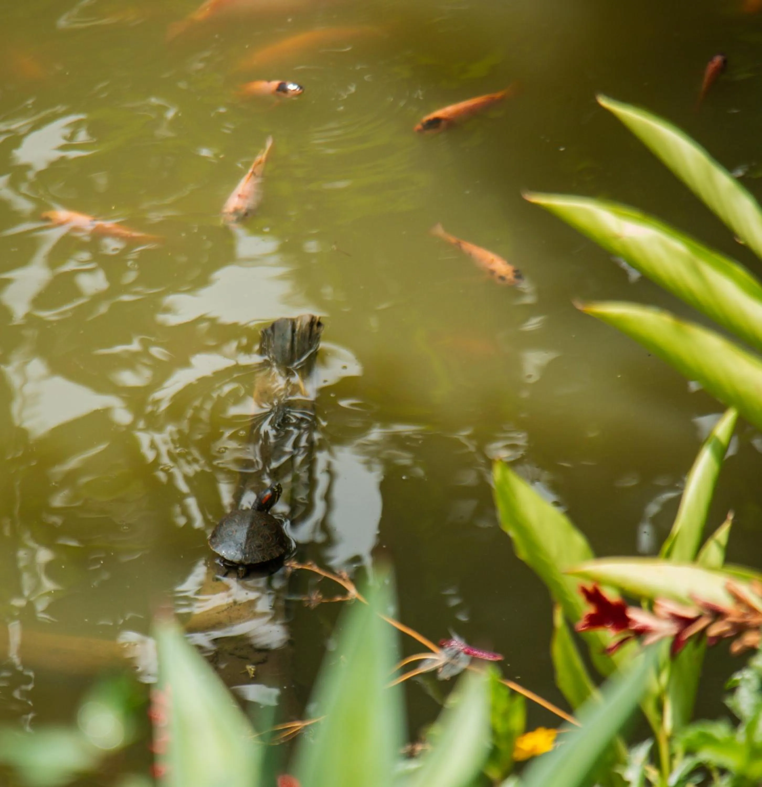 Lake view in Hotel Terra Barichara