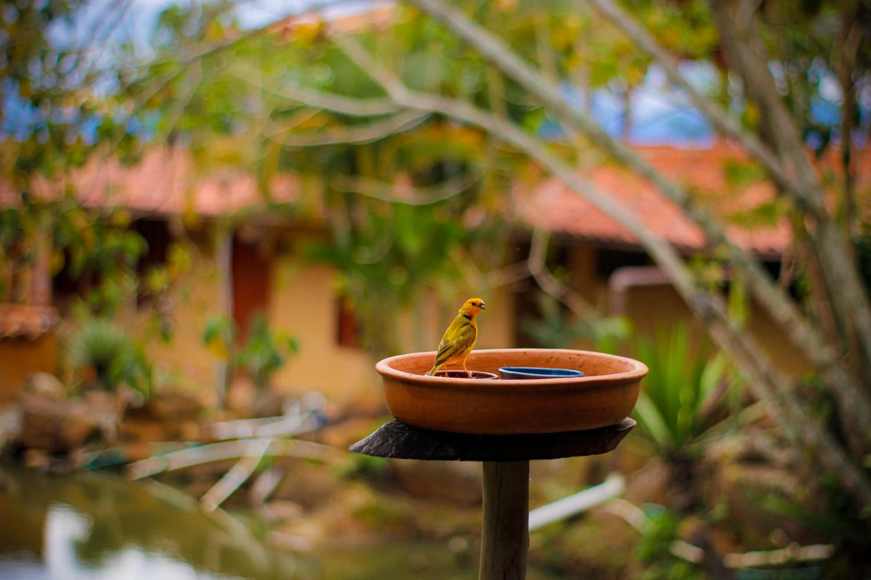 Animals in Hotel Terra Barichara