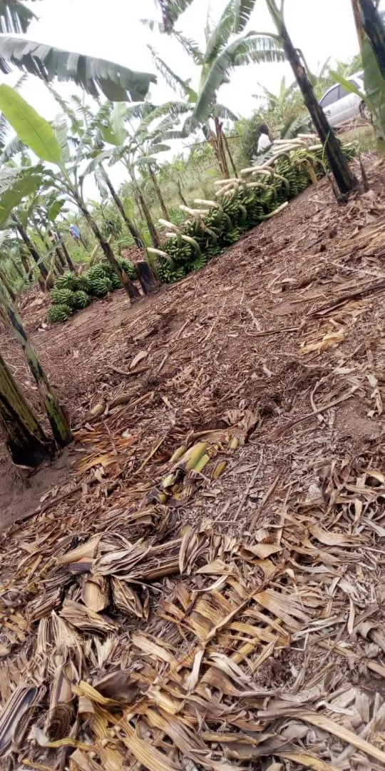 Natural landscape in Karobwa Summit View