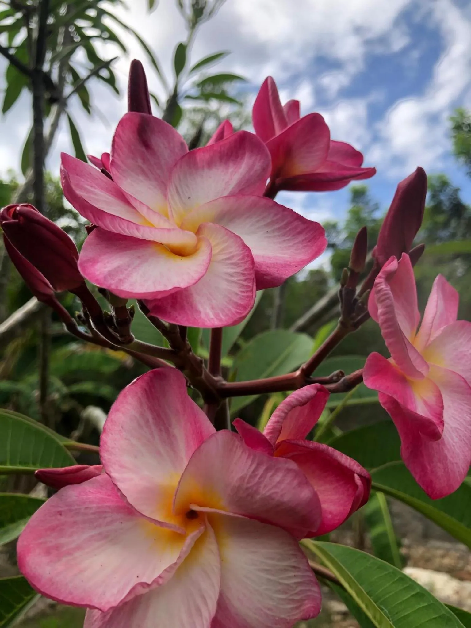 Garden view in The Lucky Cottage