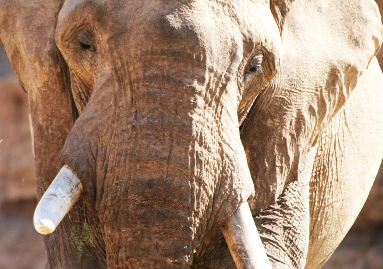 Animals in Khowarib Lodge