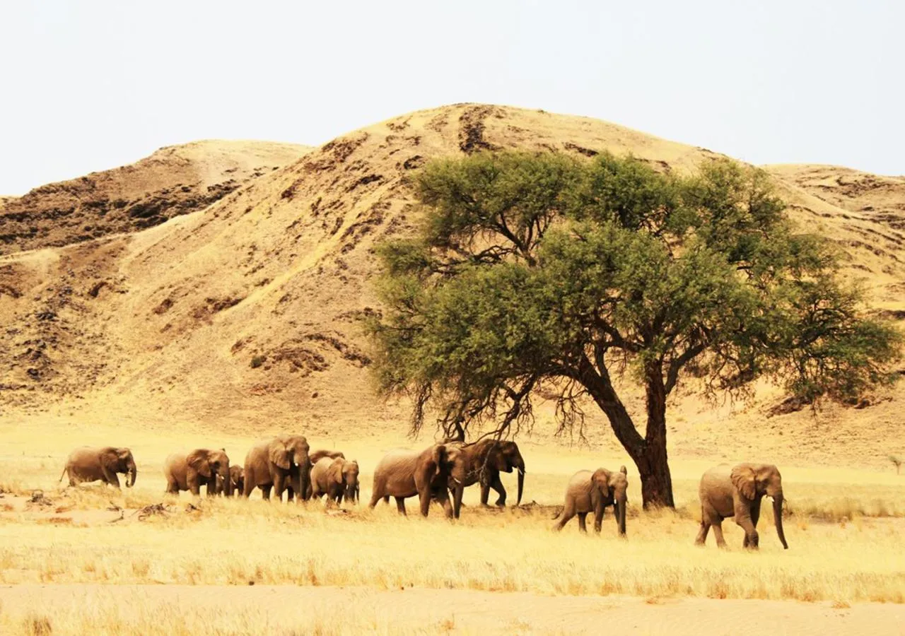 Animals in Khowarib Lodge