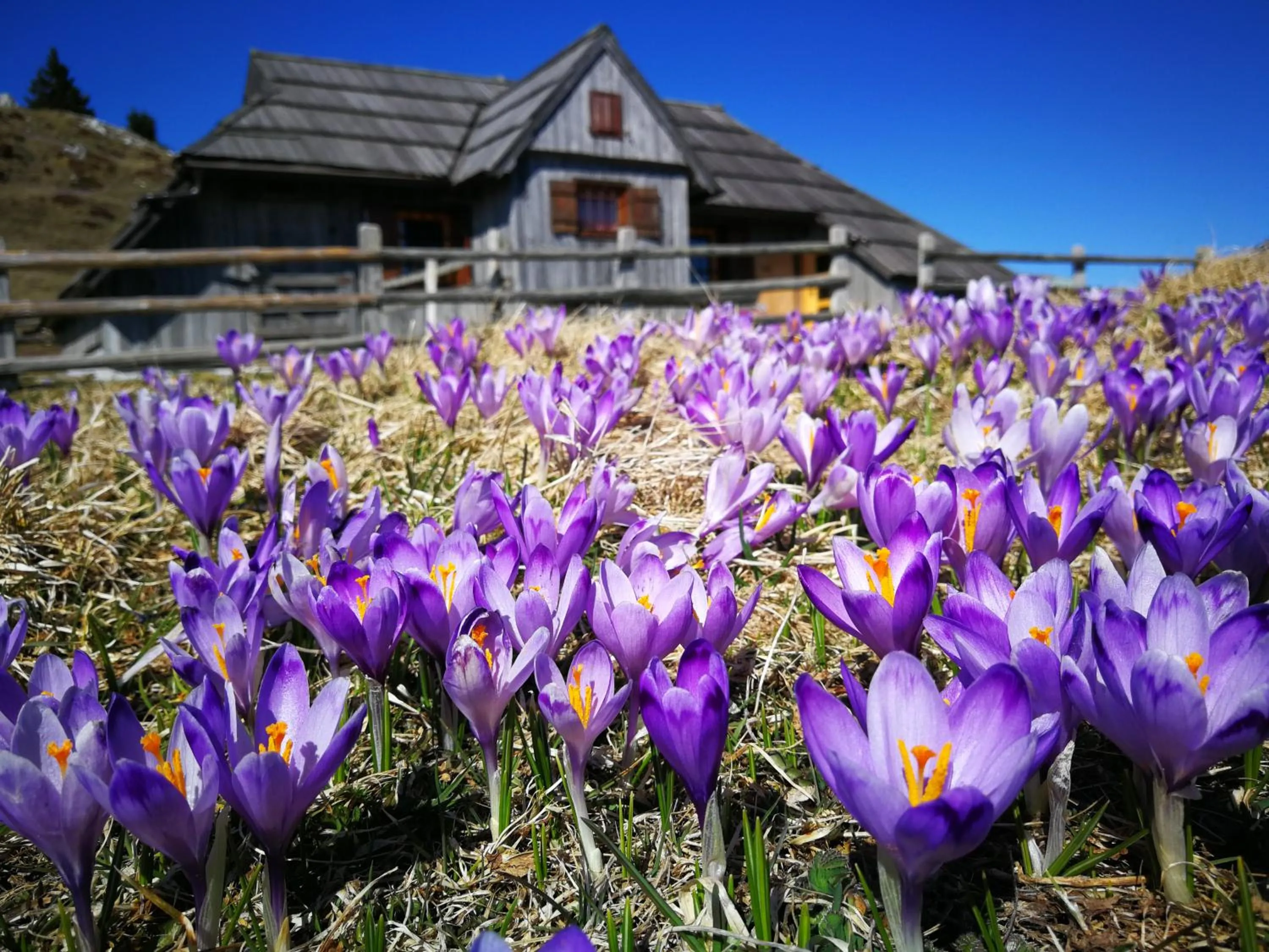 Koča Zlatorog - Velika planina