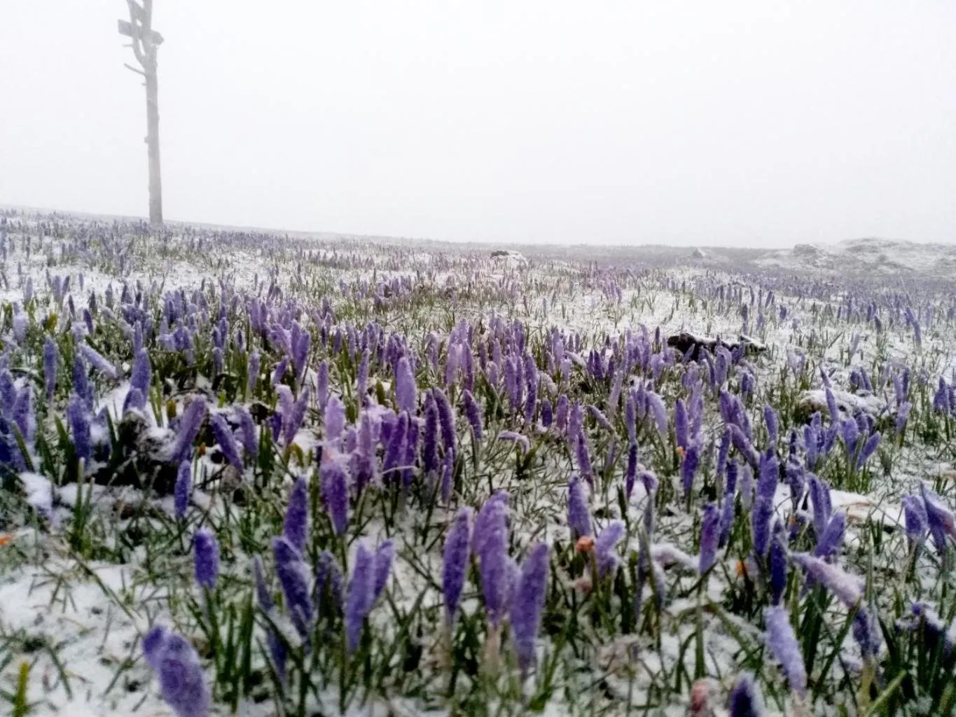Koča Zlatorog - Velika planina