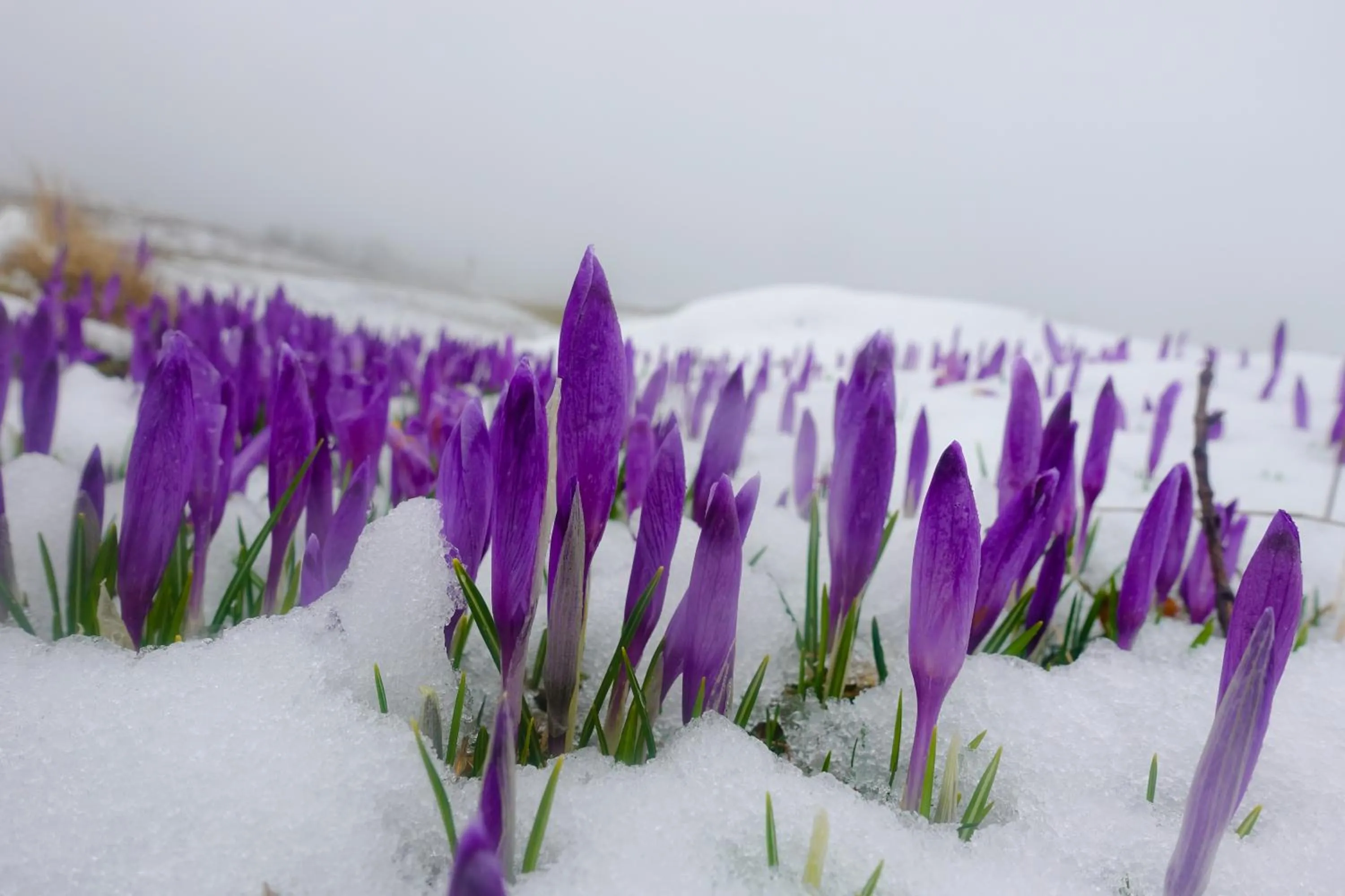 Koča Zlatorog - Velika planina