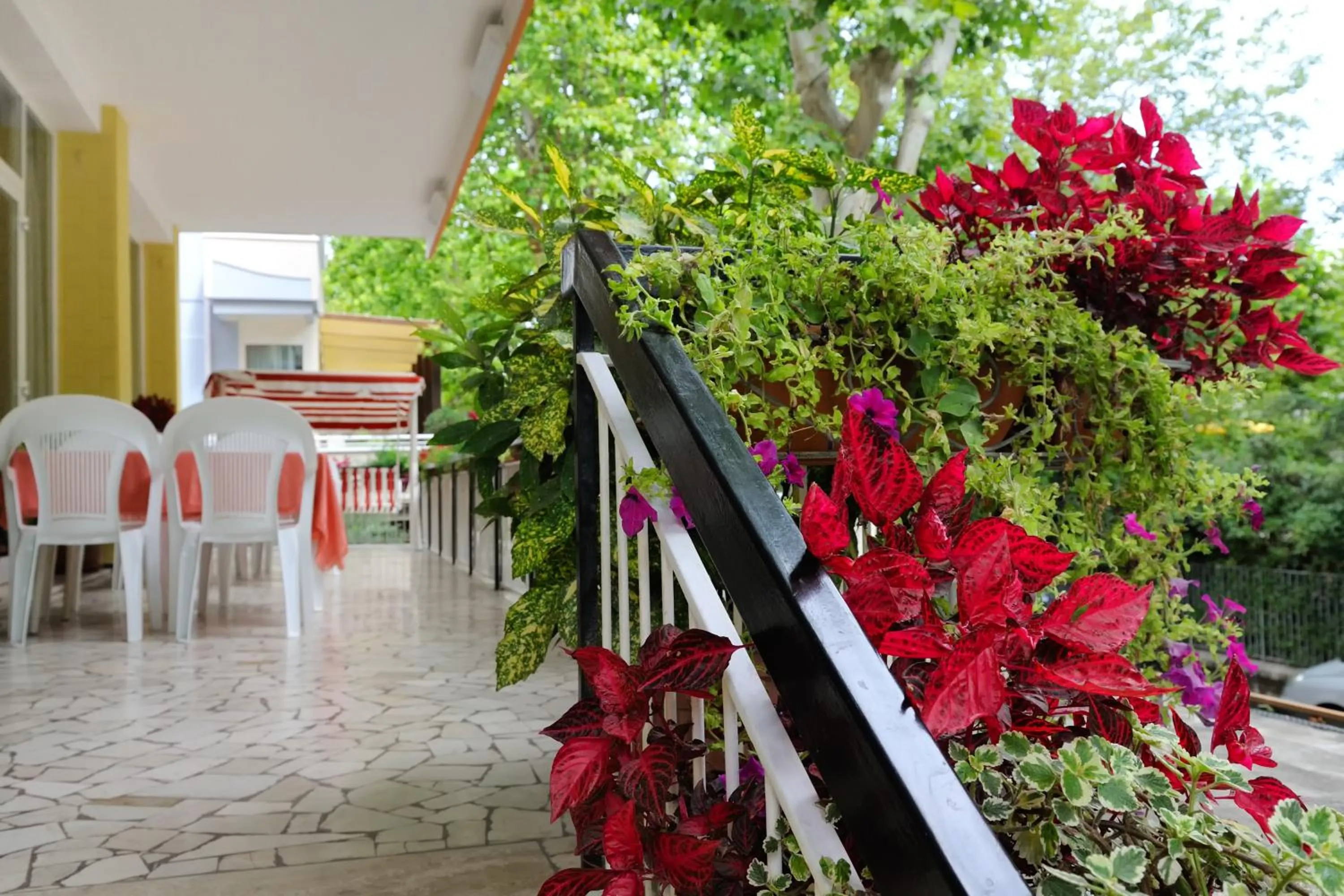 Balcony/Terrace in Hotel Samoa