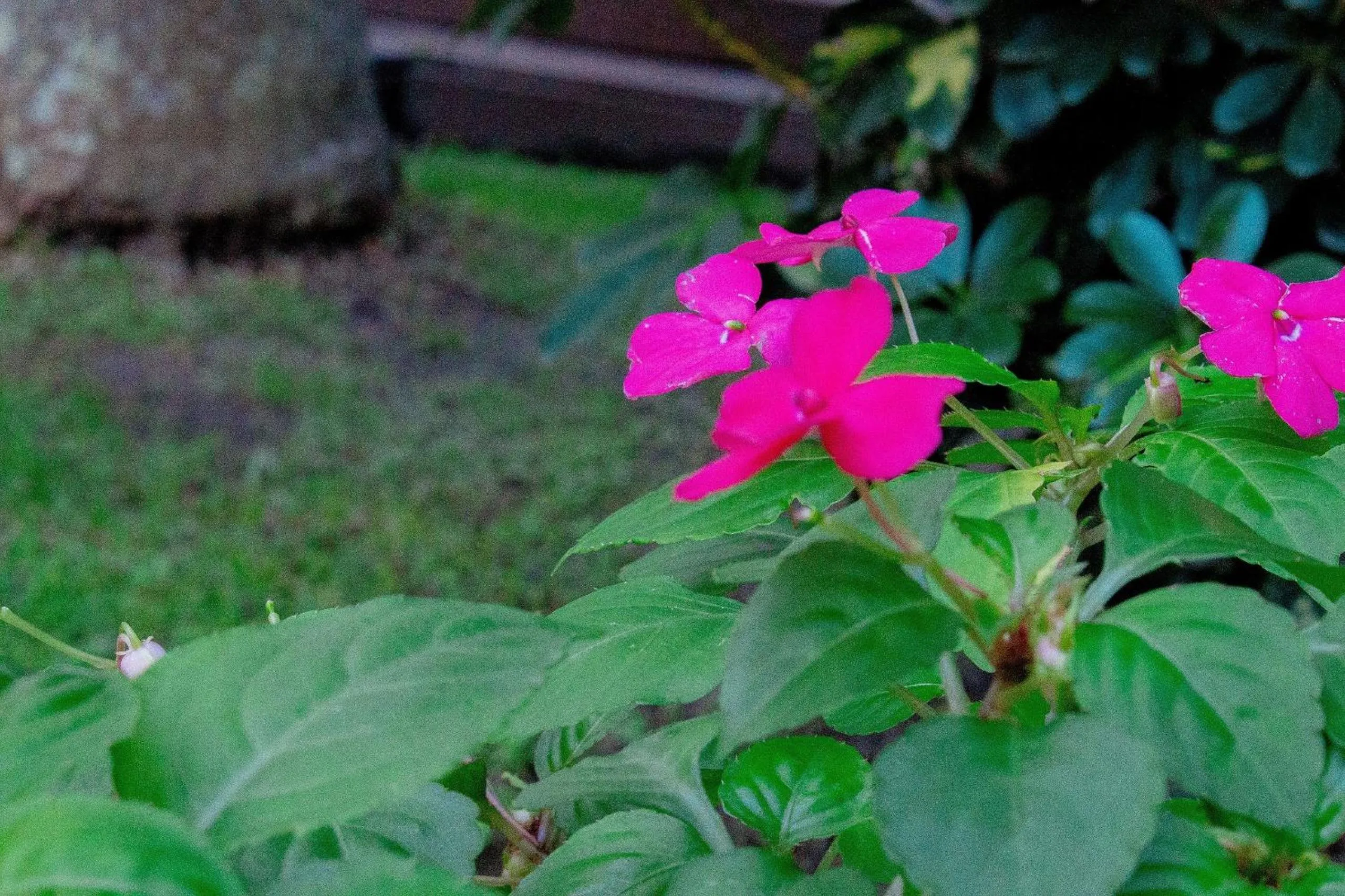 Garden in Pousada Quinta da Margem