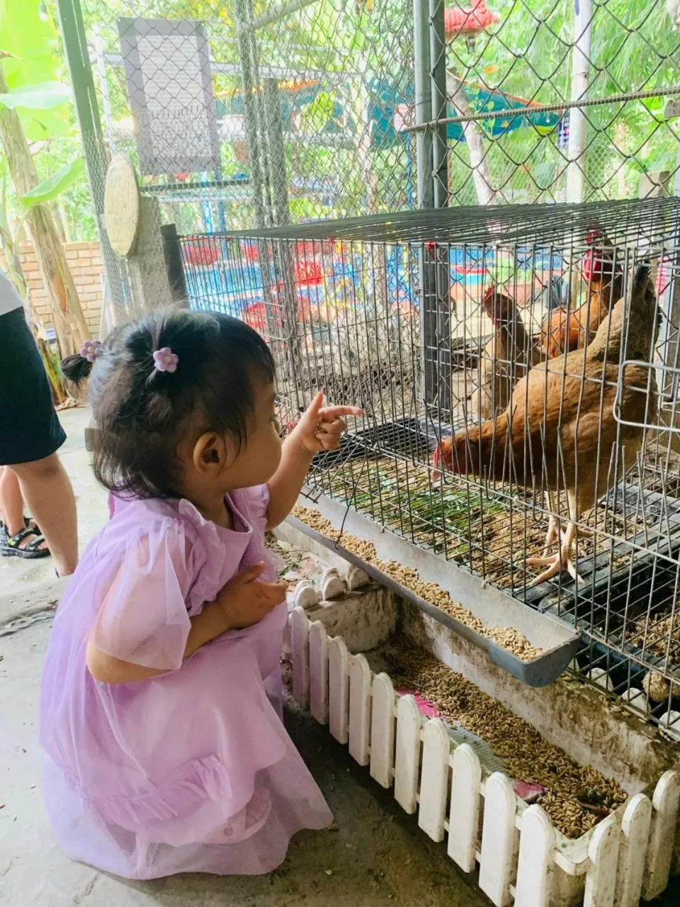 Animals in Hue Lotus Homestay