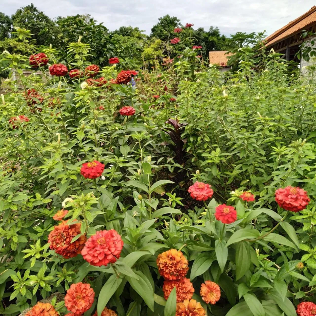 Garden in Marind Dive Eco Resort Wakatobi