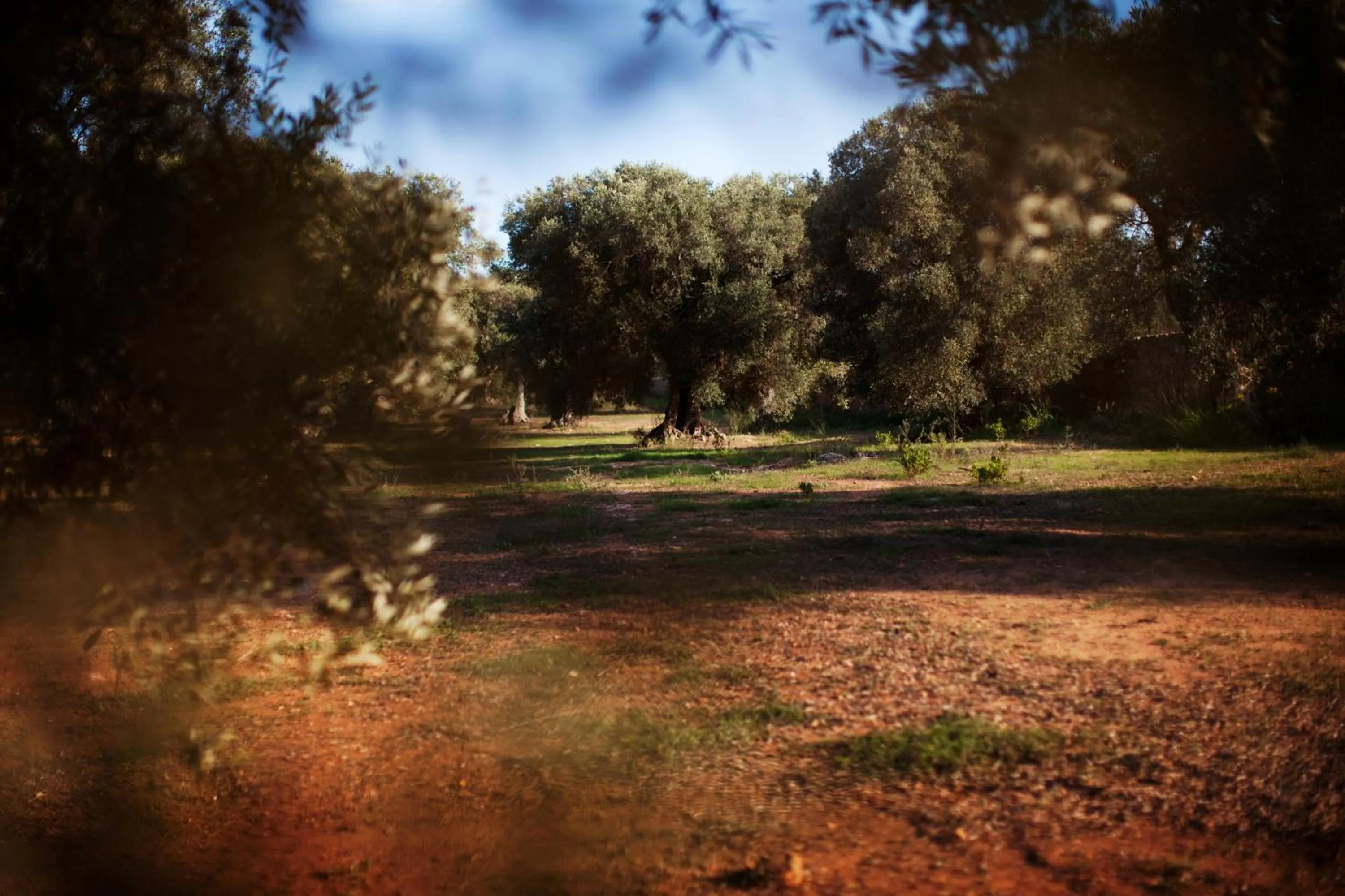 Natural landscape in Masseria Borgo Mortella