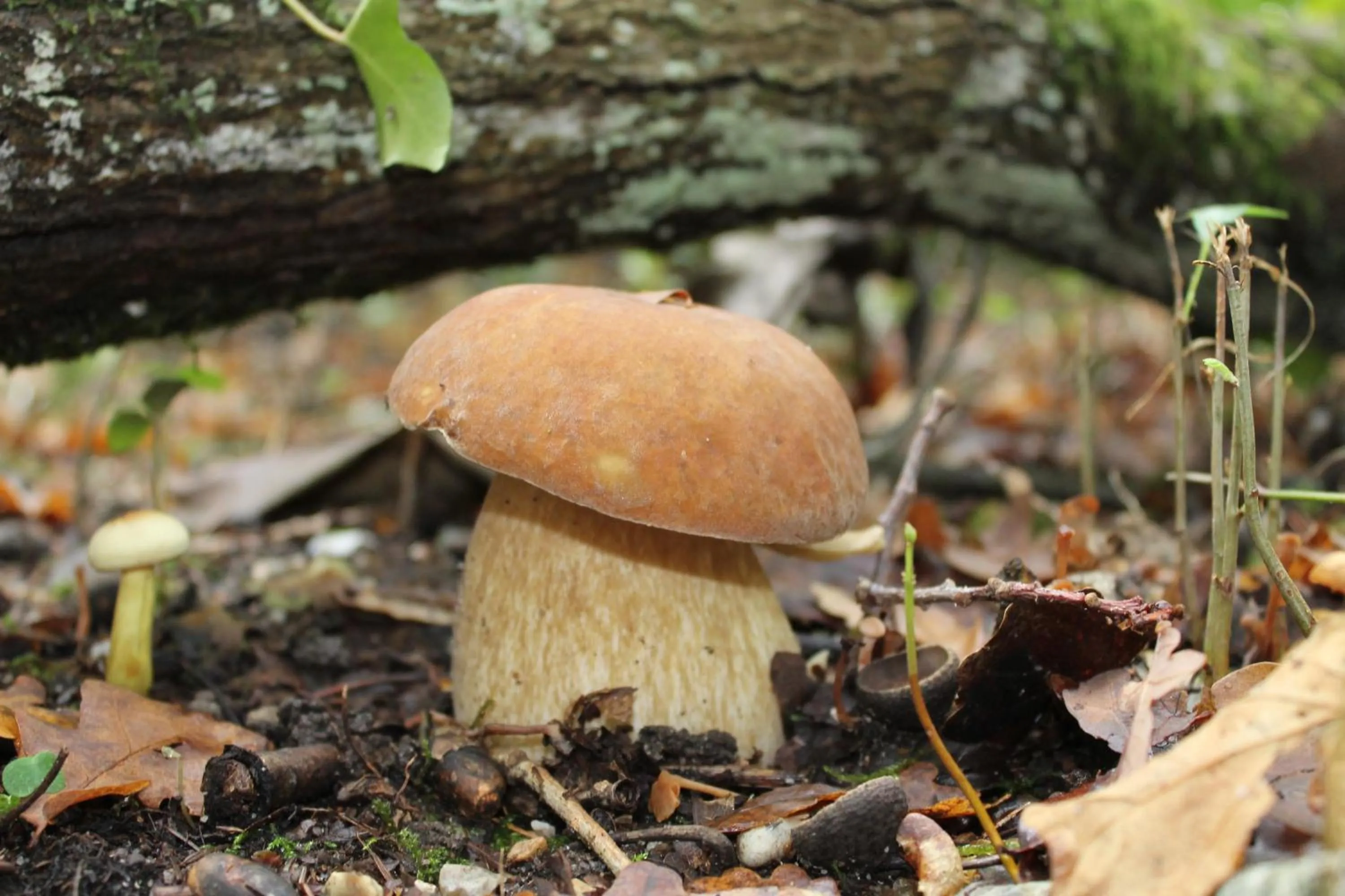 Activities in Chambres d'hôtes La Brillève