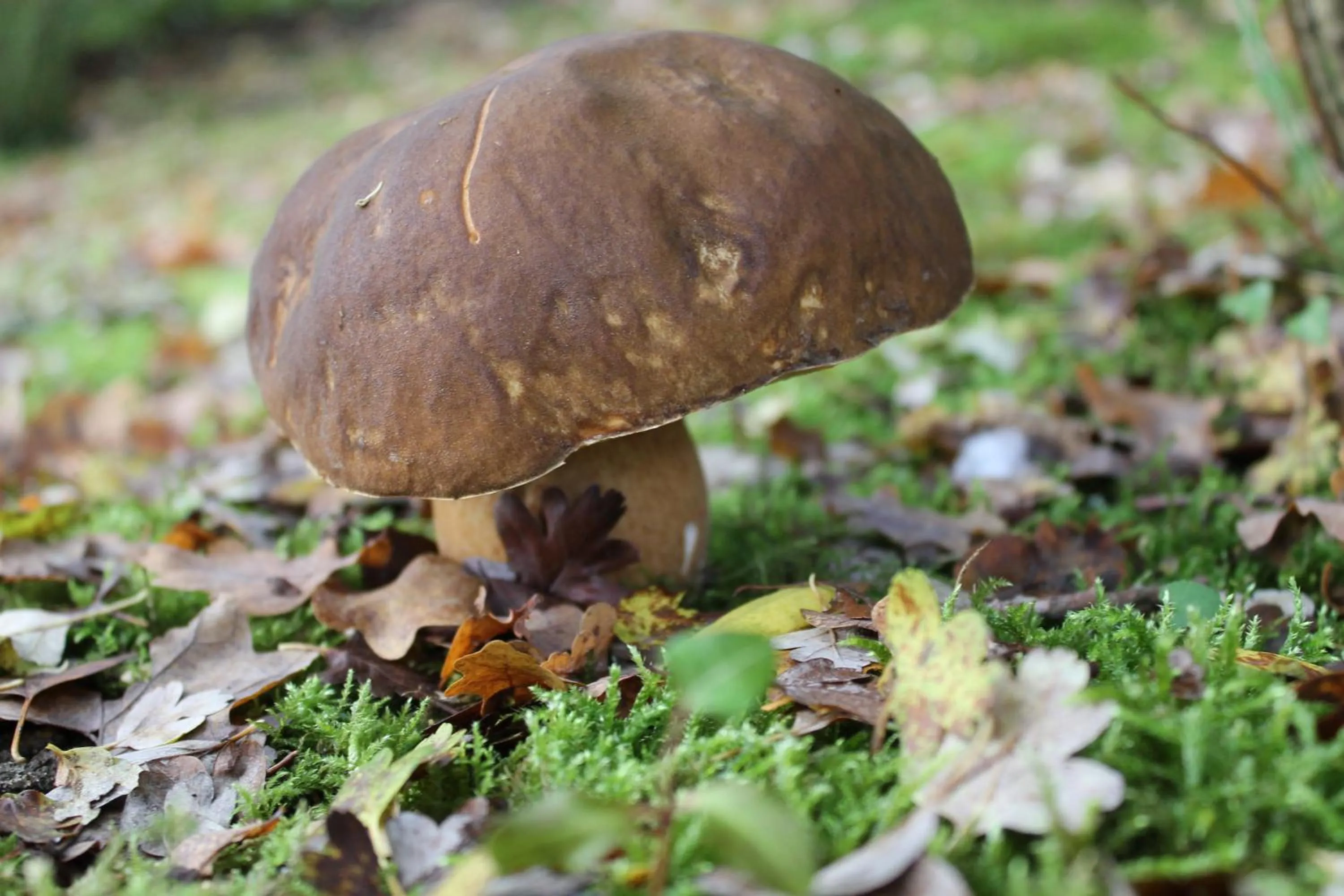 Activities in Chambres d'hôtes La Brillève