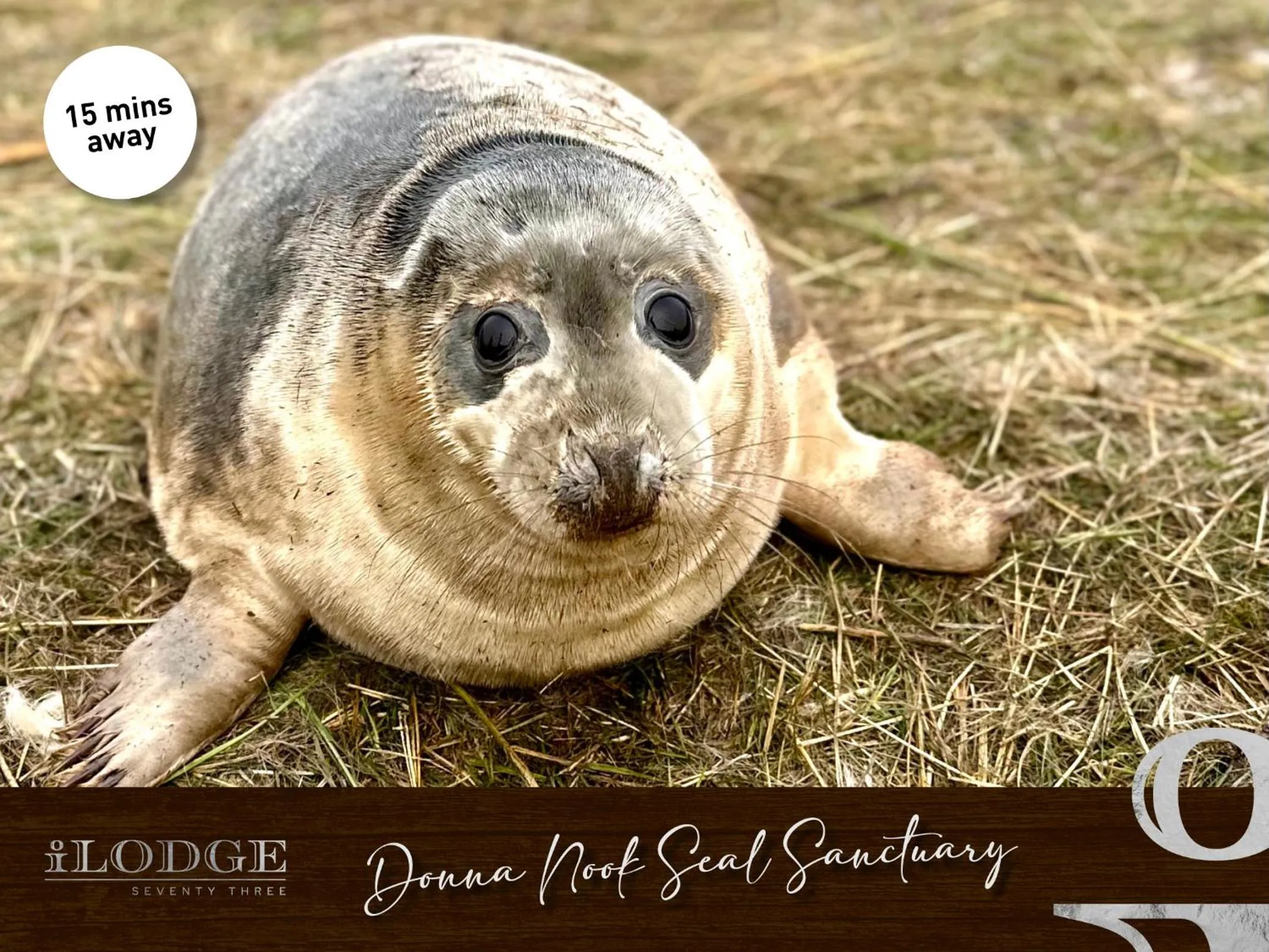 Animals in iLodge 73