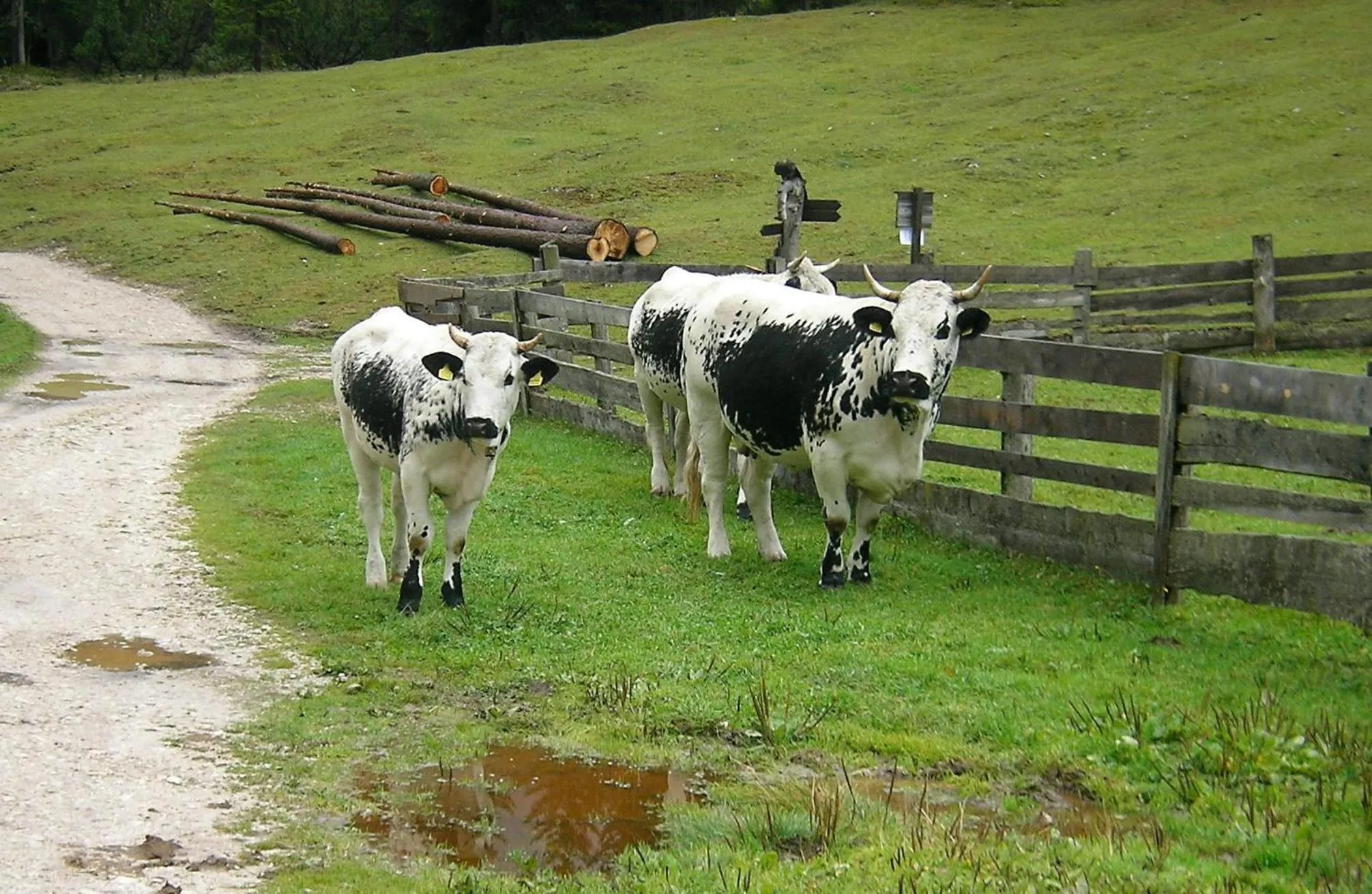 Animals in Hotel Waldheim