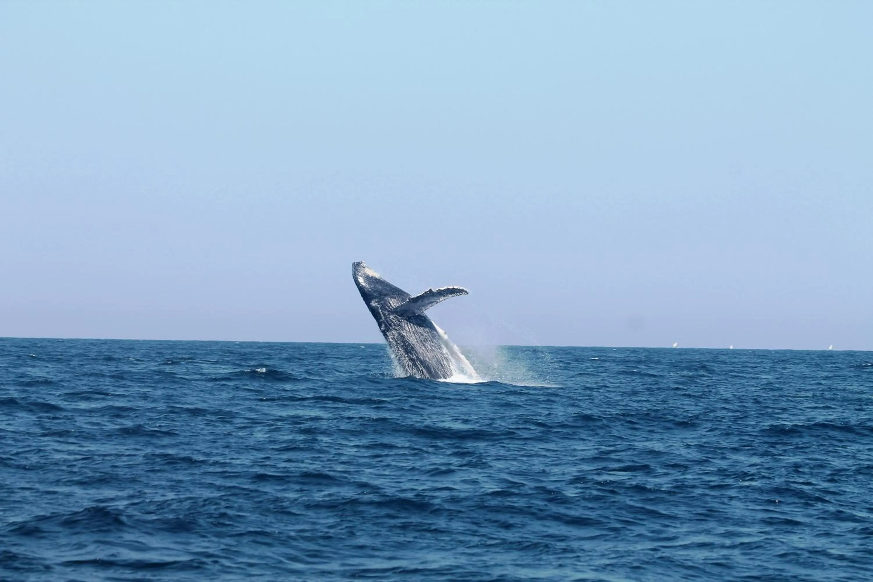 Beach in Vichayito Bungalows & Carpas by Aranwa Hotels