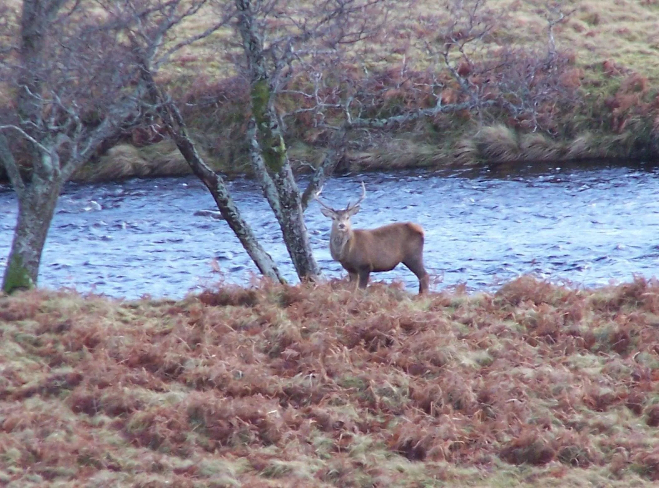 Animals in Lairg Highland Hotel