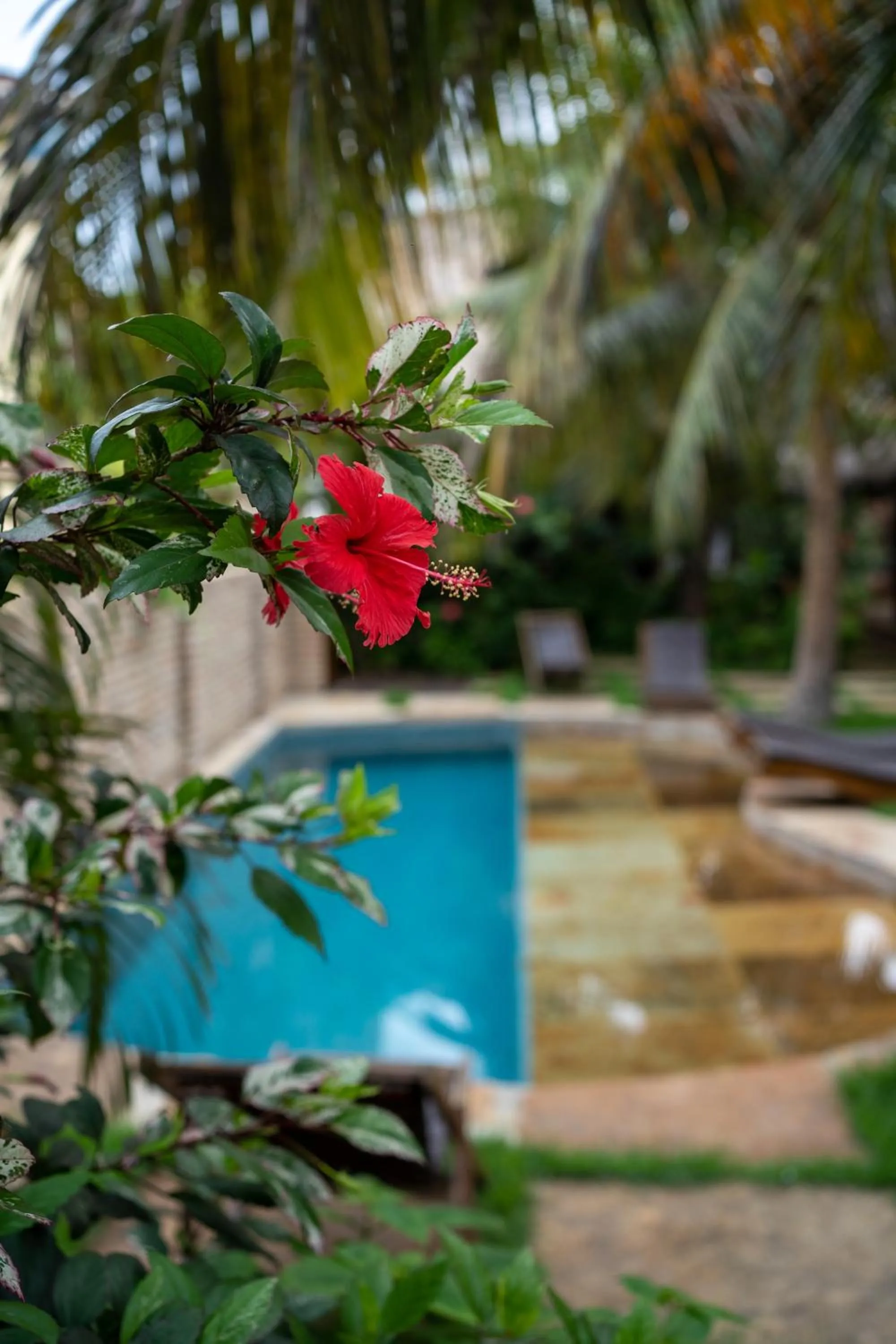 Pool view in Casa Fufi
