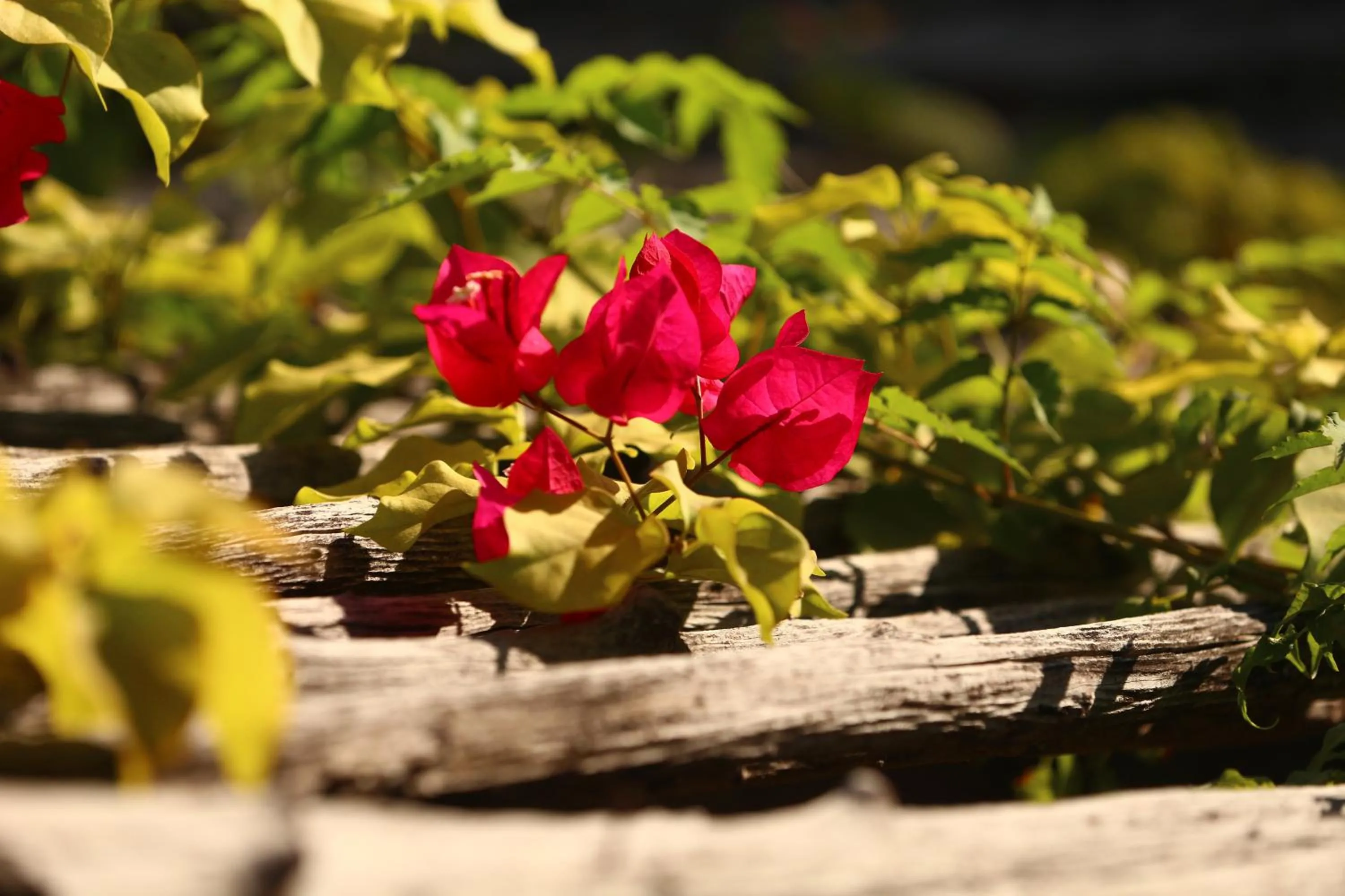 Garden in Casa Fufi