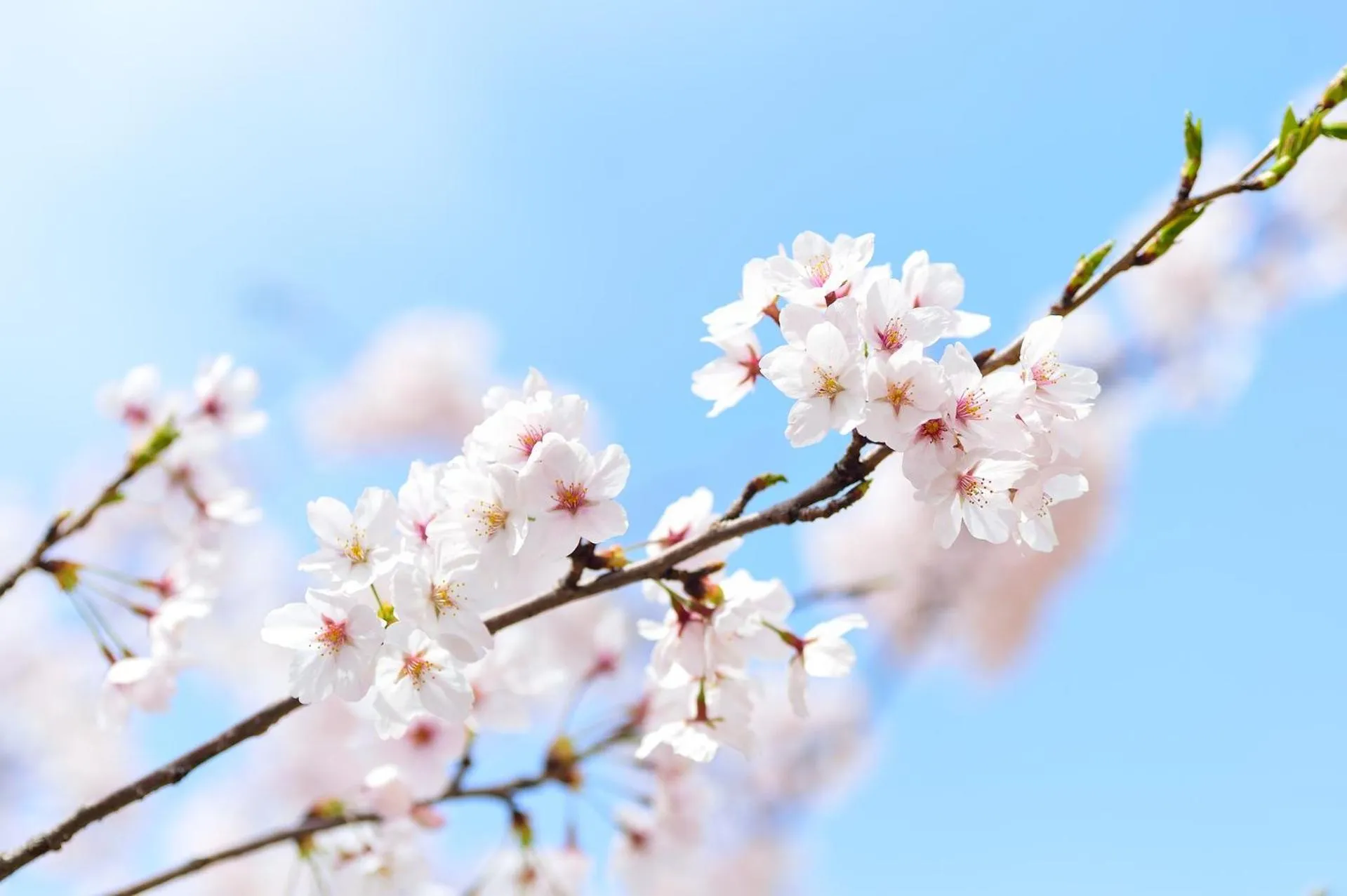 Spring in Hotel Bon Repos