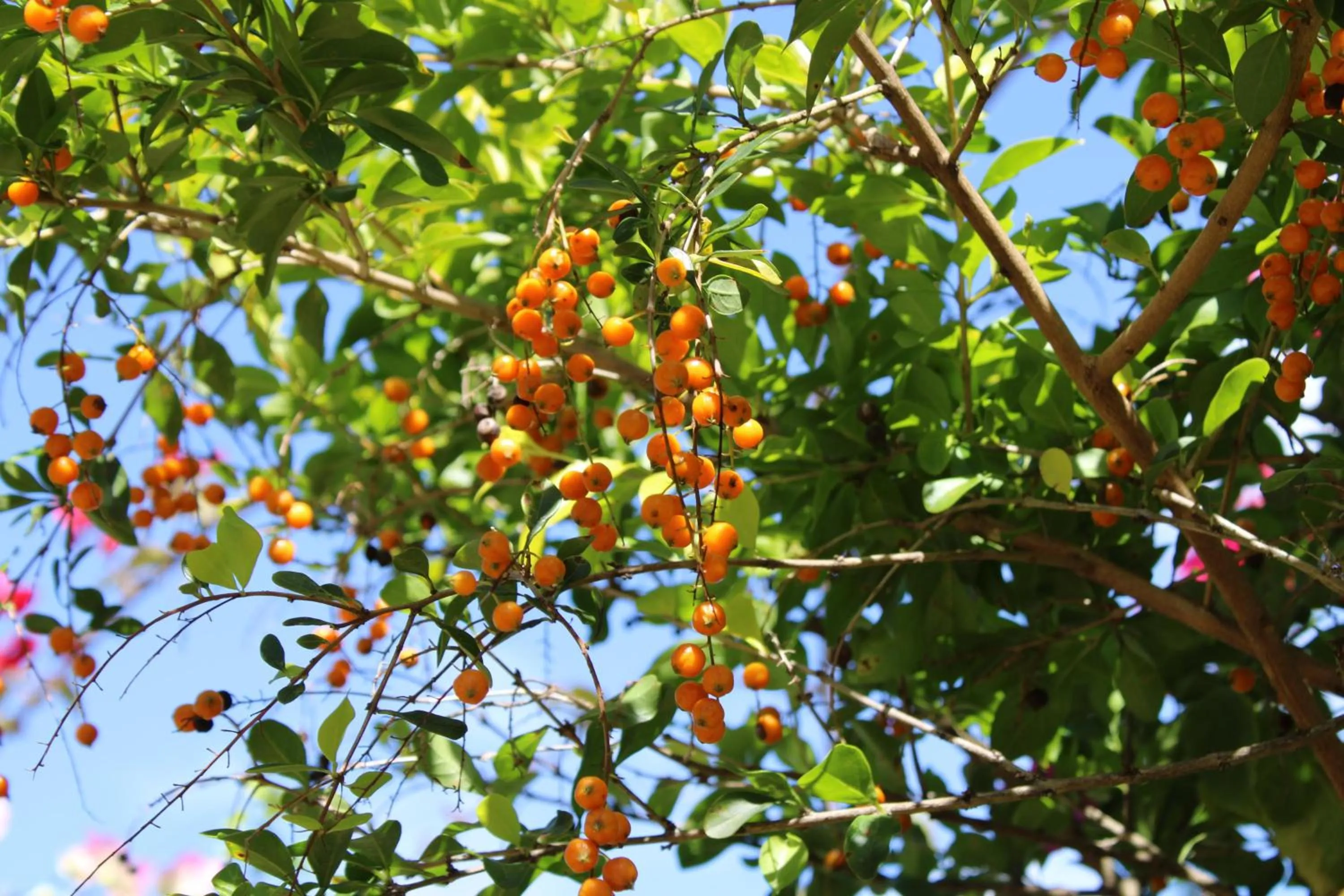 Natural landscape in Rejens Hotel