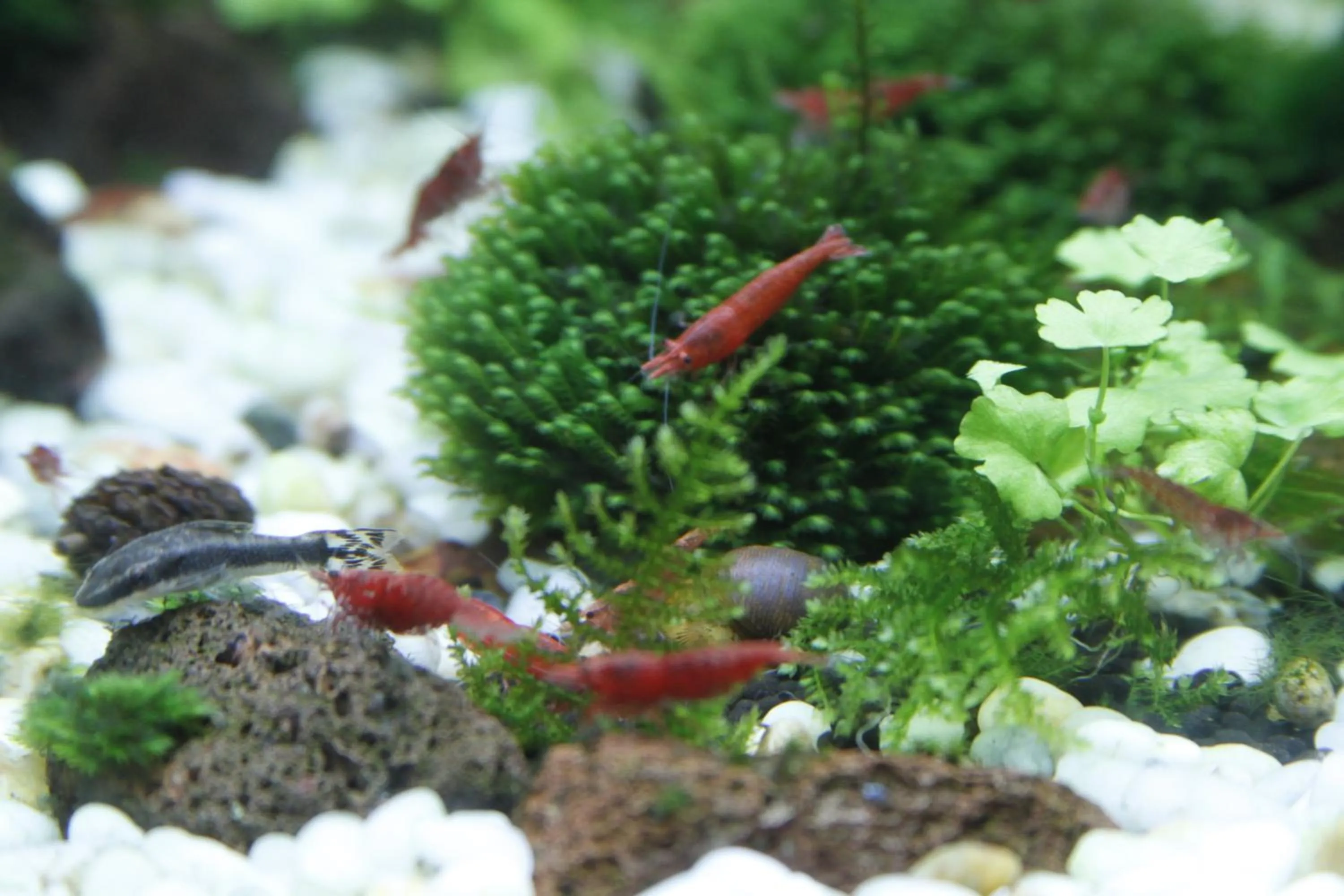 Garden in Ngoc Minh Hotel
