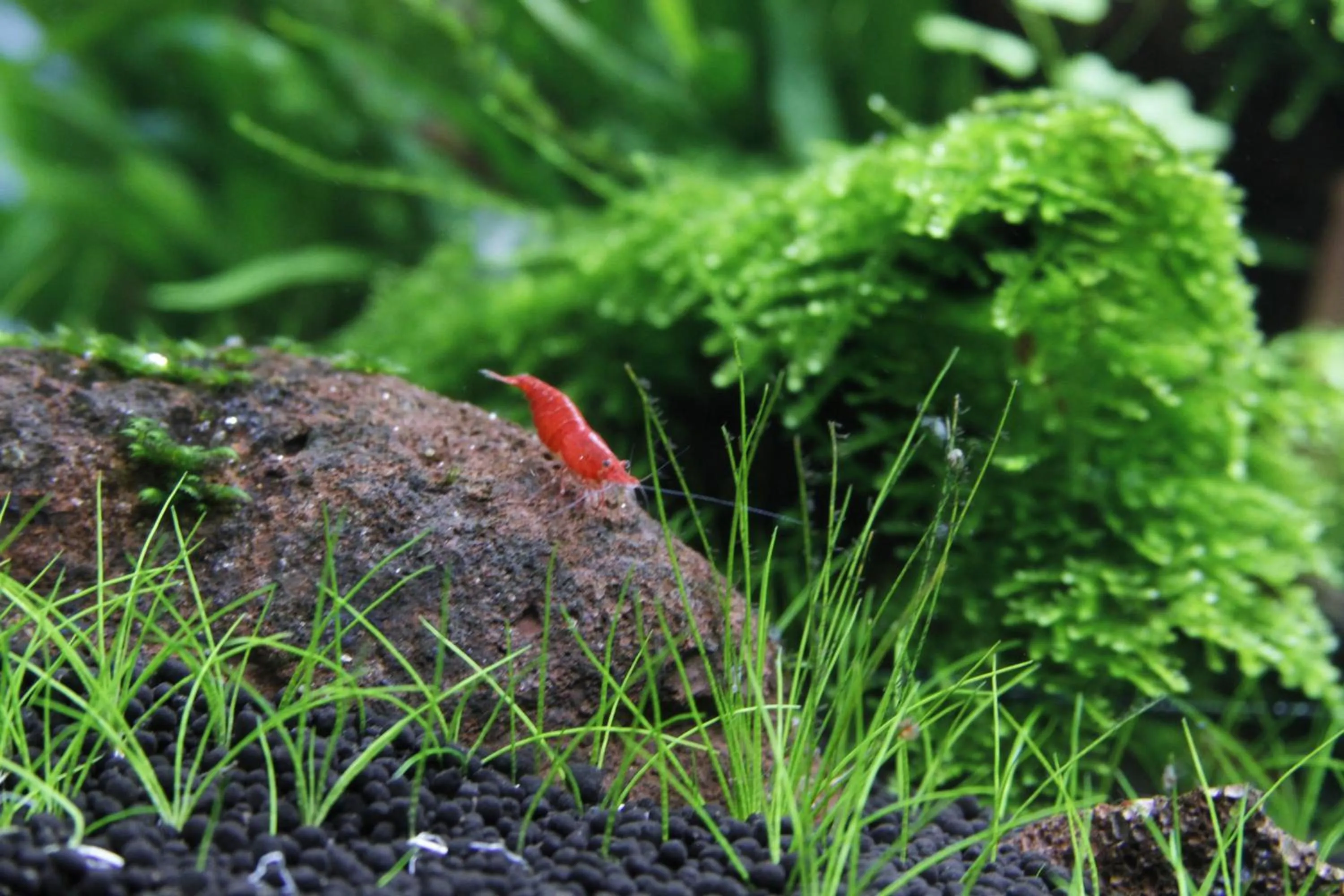 Garden in Ngoc Minh Hotel