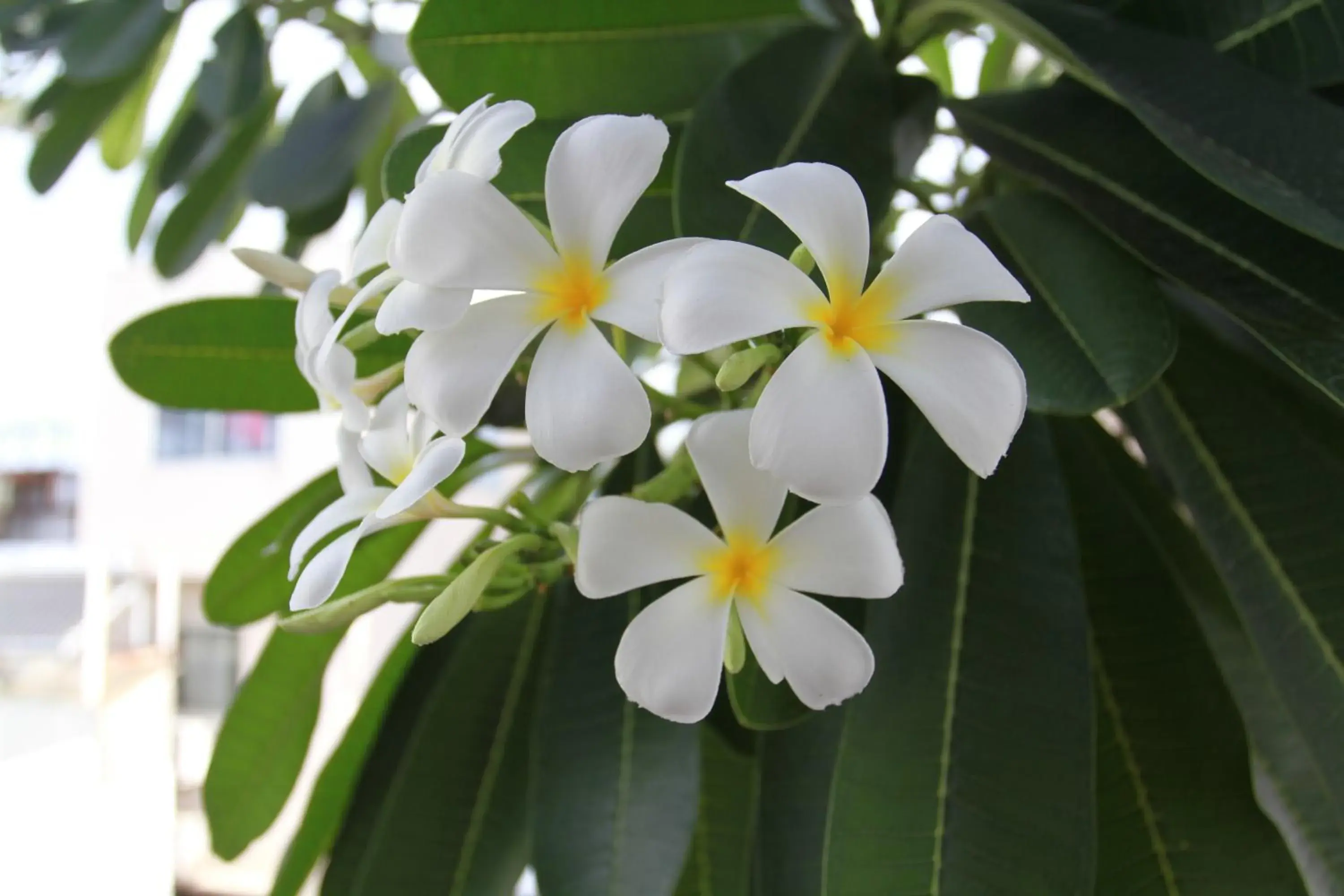 Garden view in Ngoc Minh Hotel Garden view in Ngoc Minh Hotel