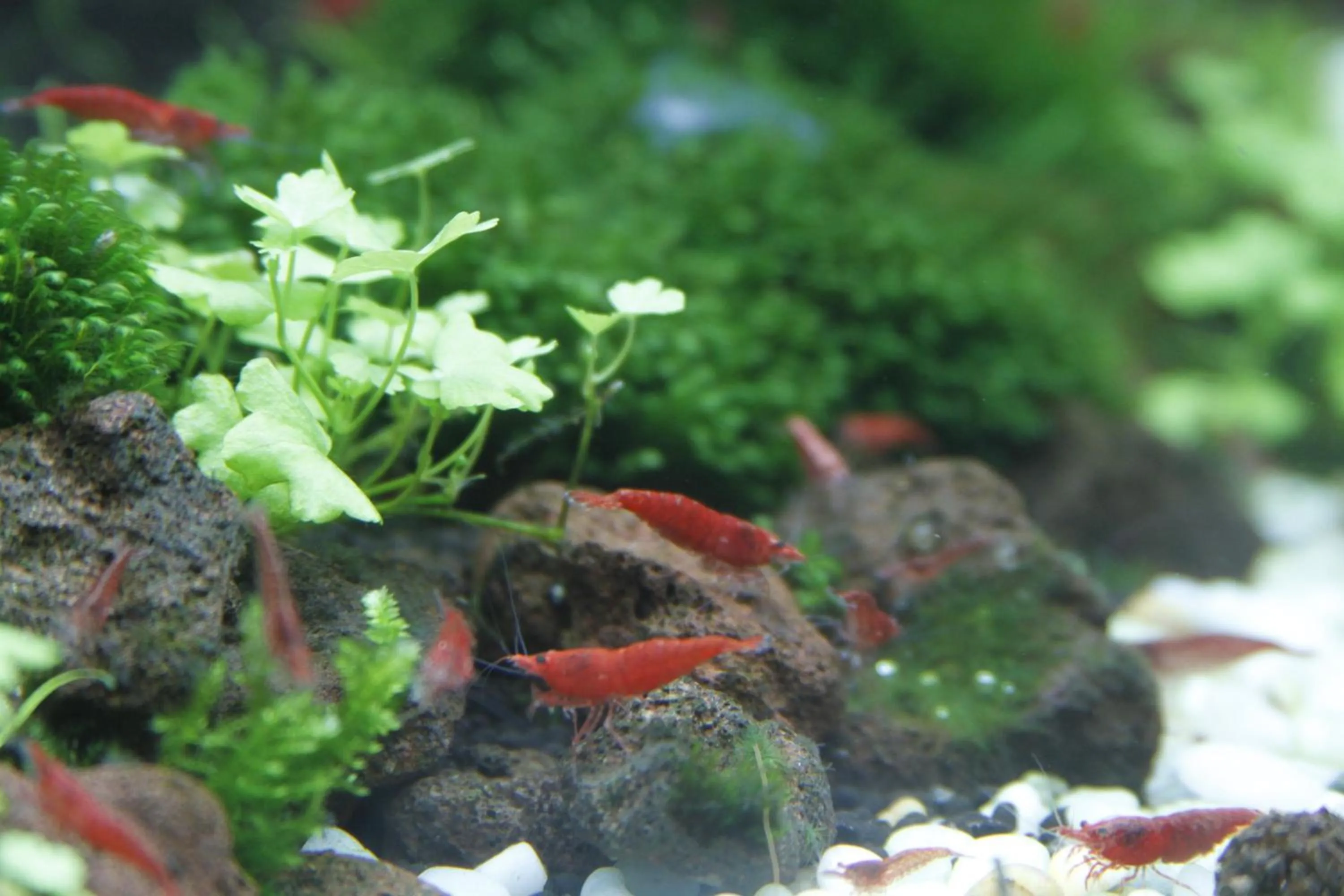 Garden in Ngoc Minh Hotel