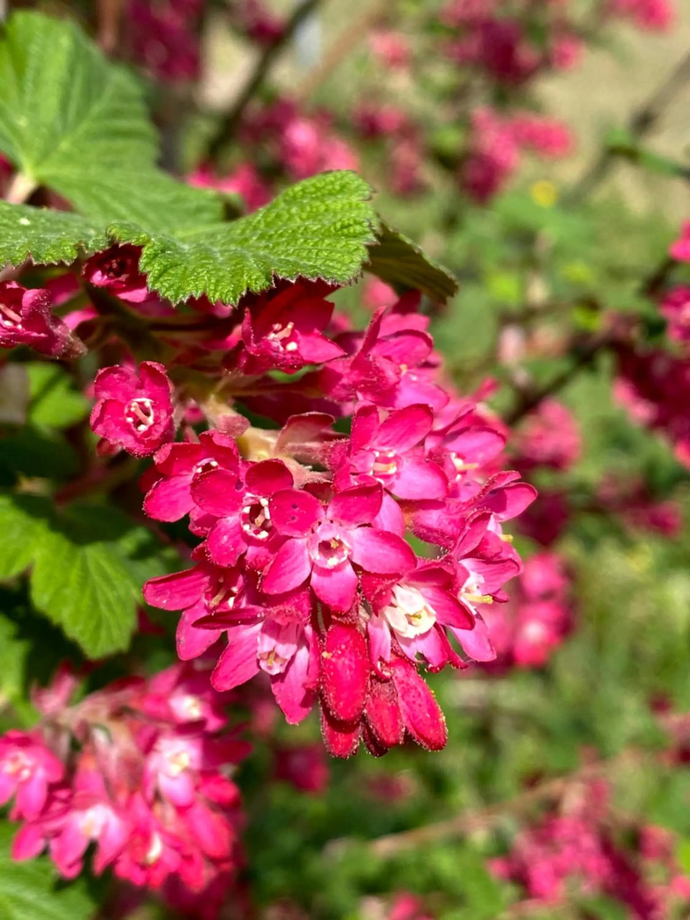 Garden in B&B tannen124