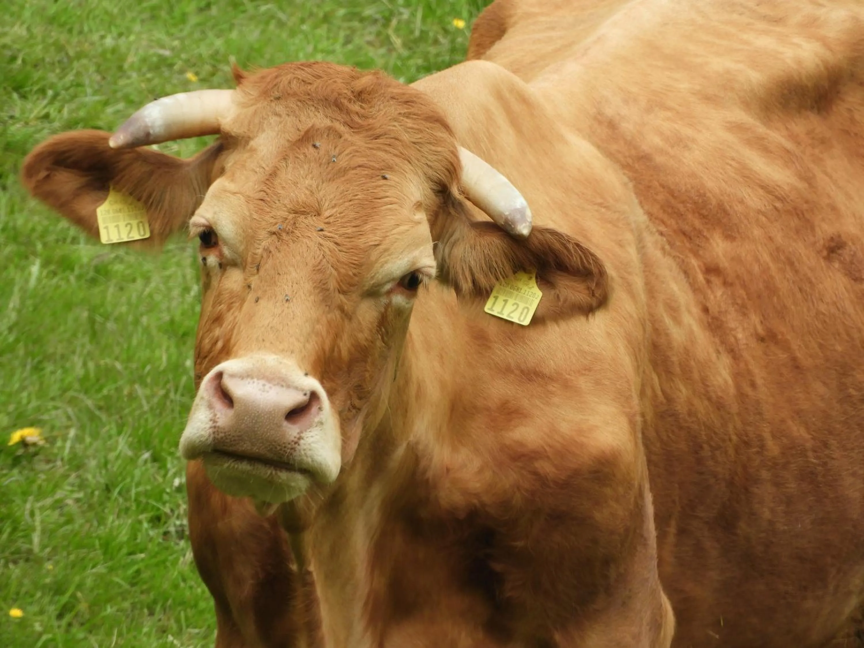 Animals in B&B tannen124