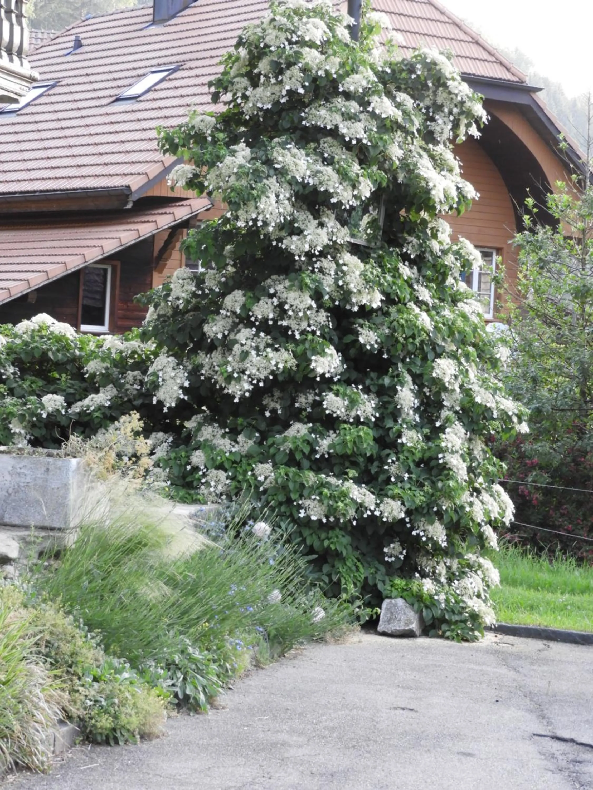 Garden in B&B tannen124