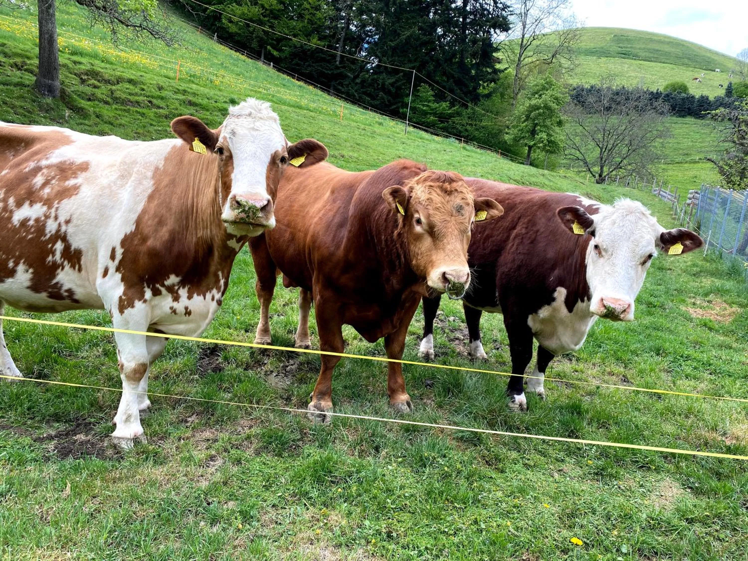 Animals in B&B tannen124