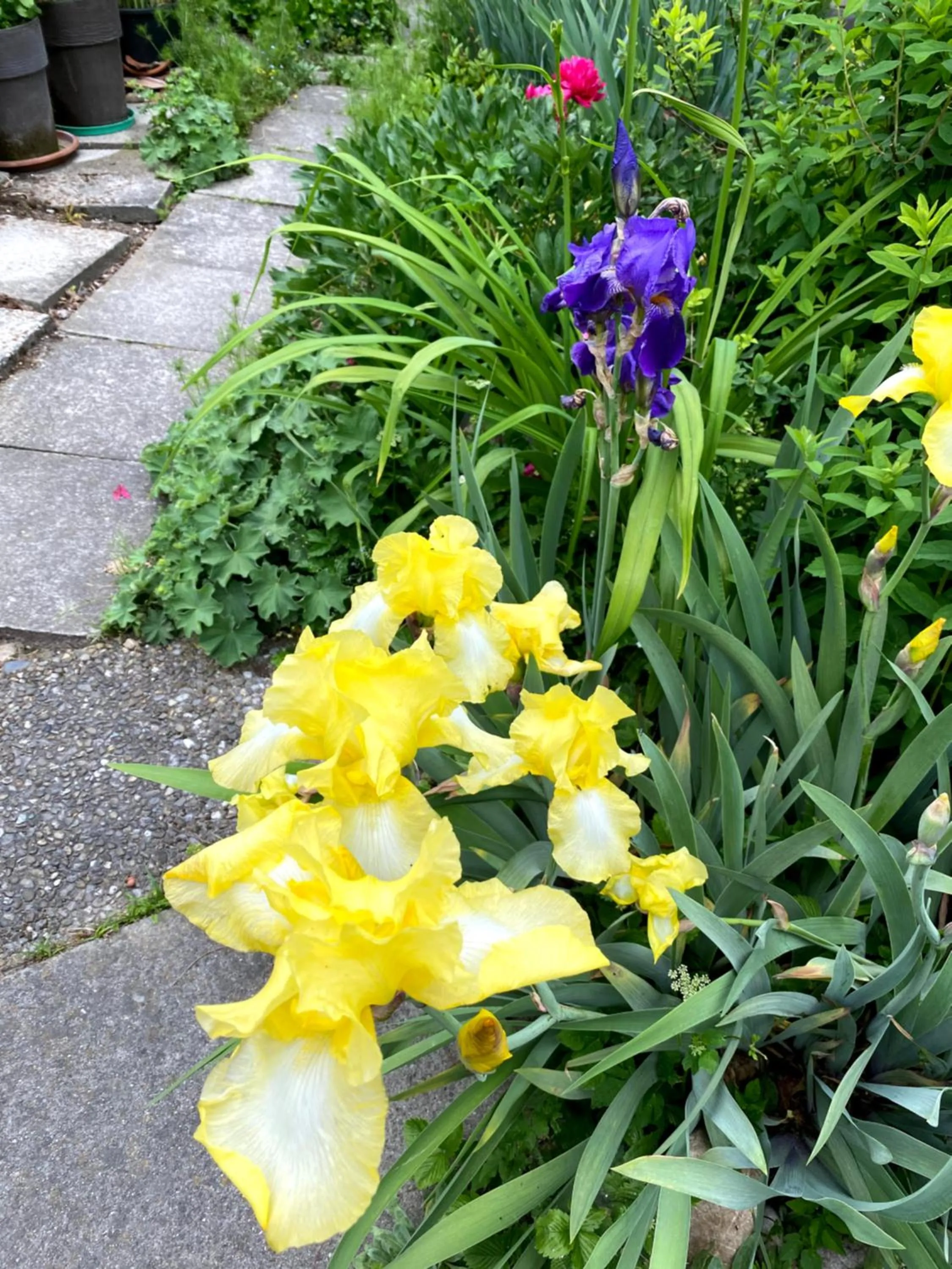 Garden in B&B tannen124