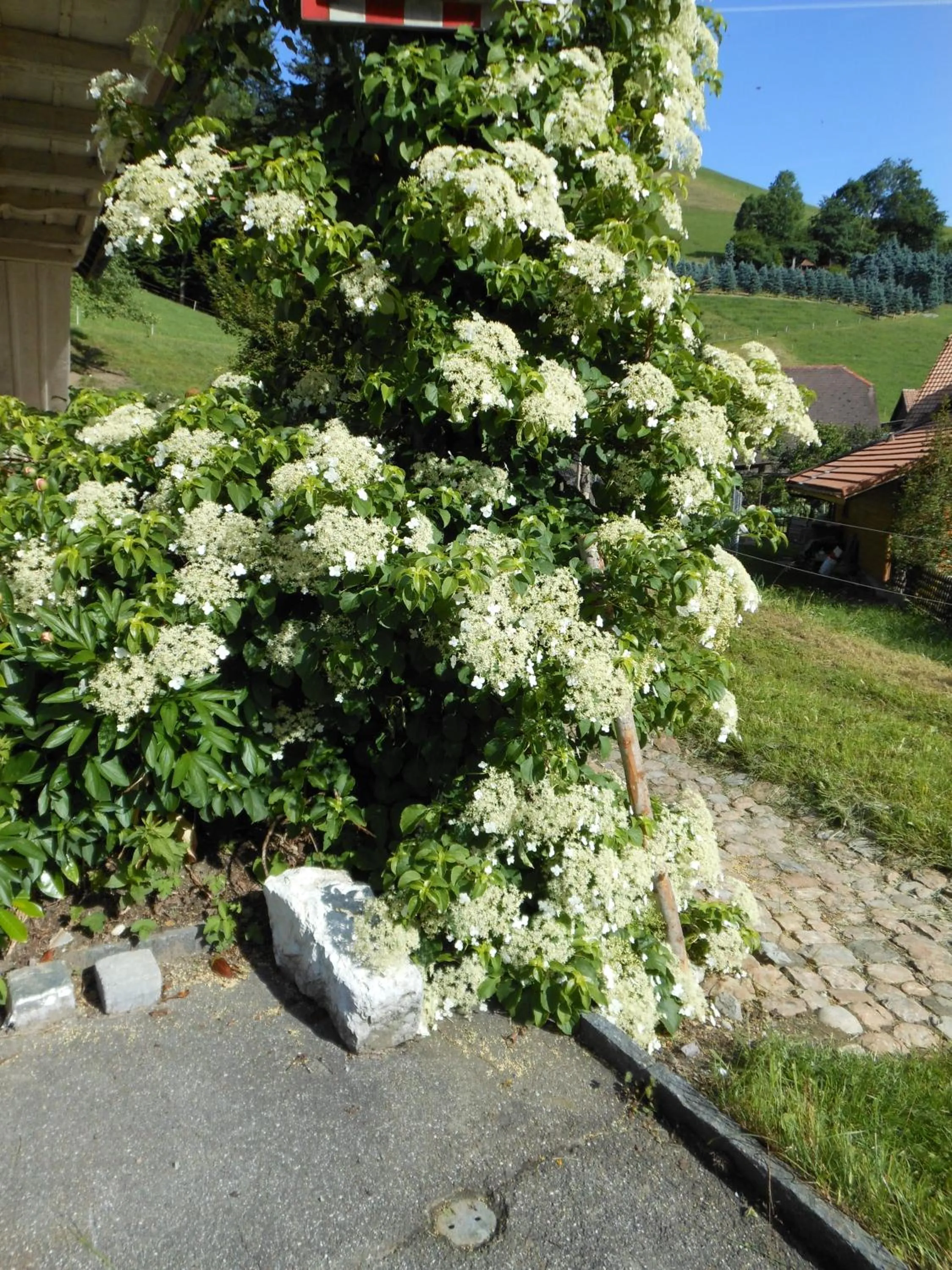 Garden in B&B tannen124