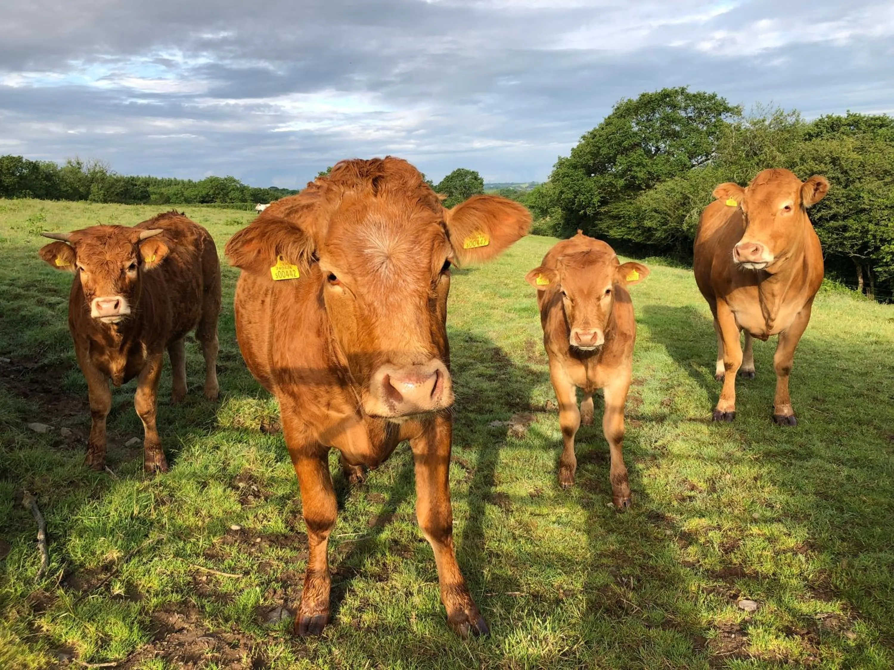 Animals in Dan y Graig Barn, Carmarthen
