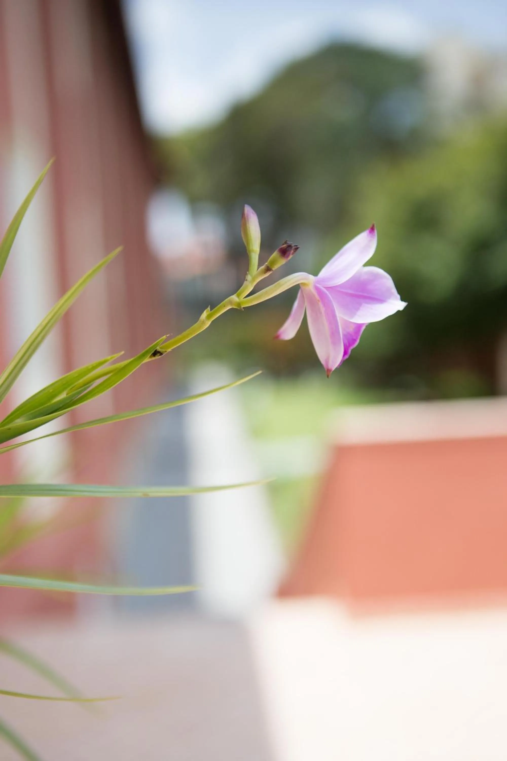 Garden in Grande Hotel Atibaia