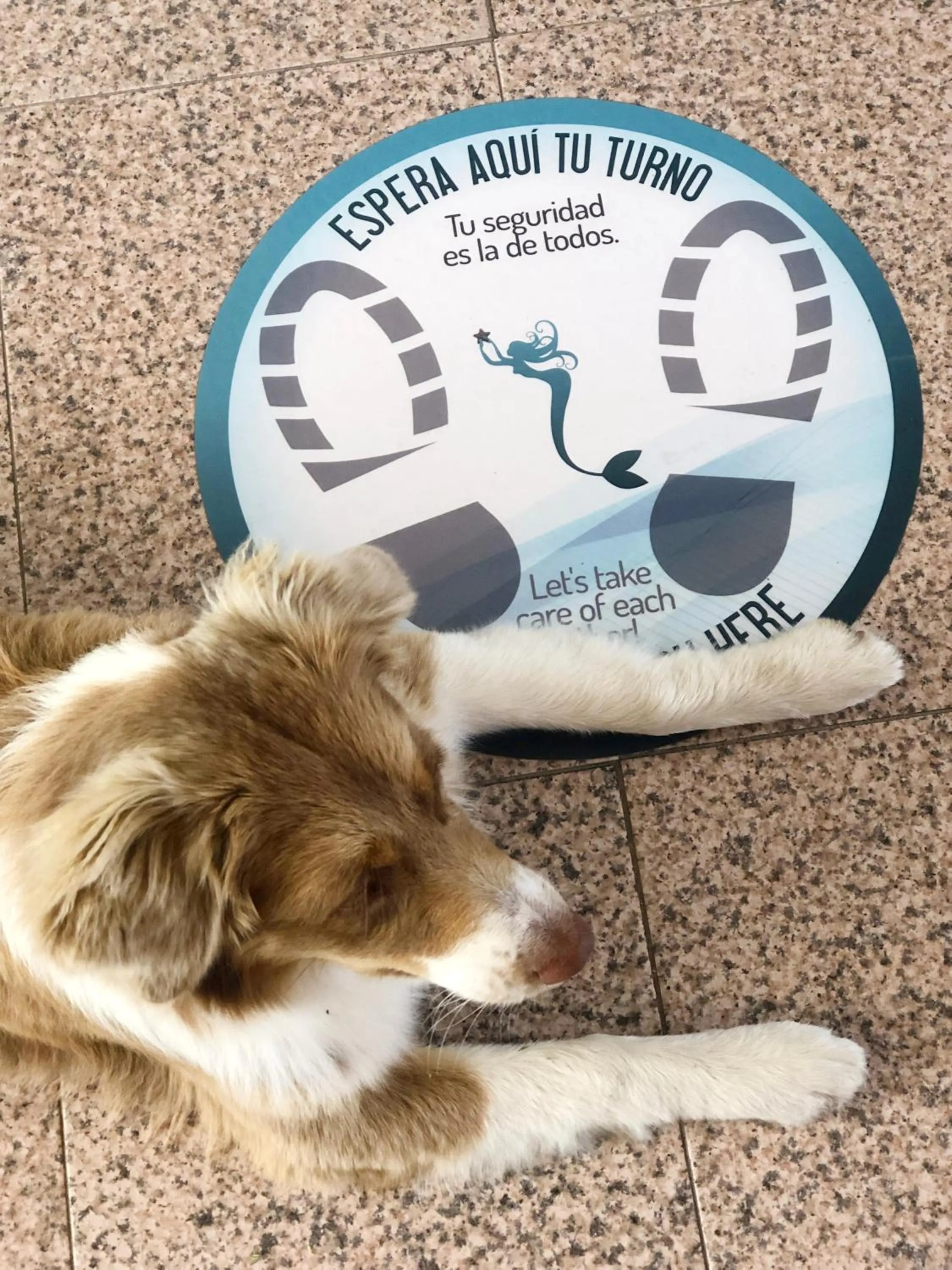 Animals in Hotel Leal - La Sirena